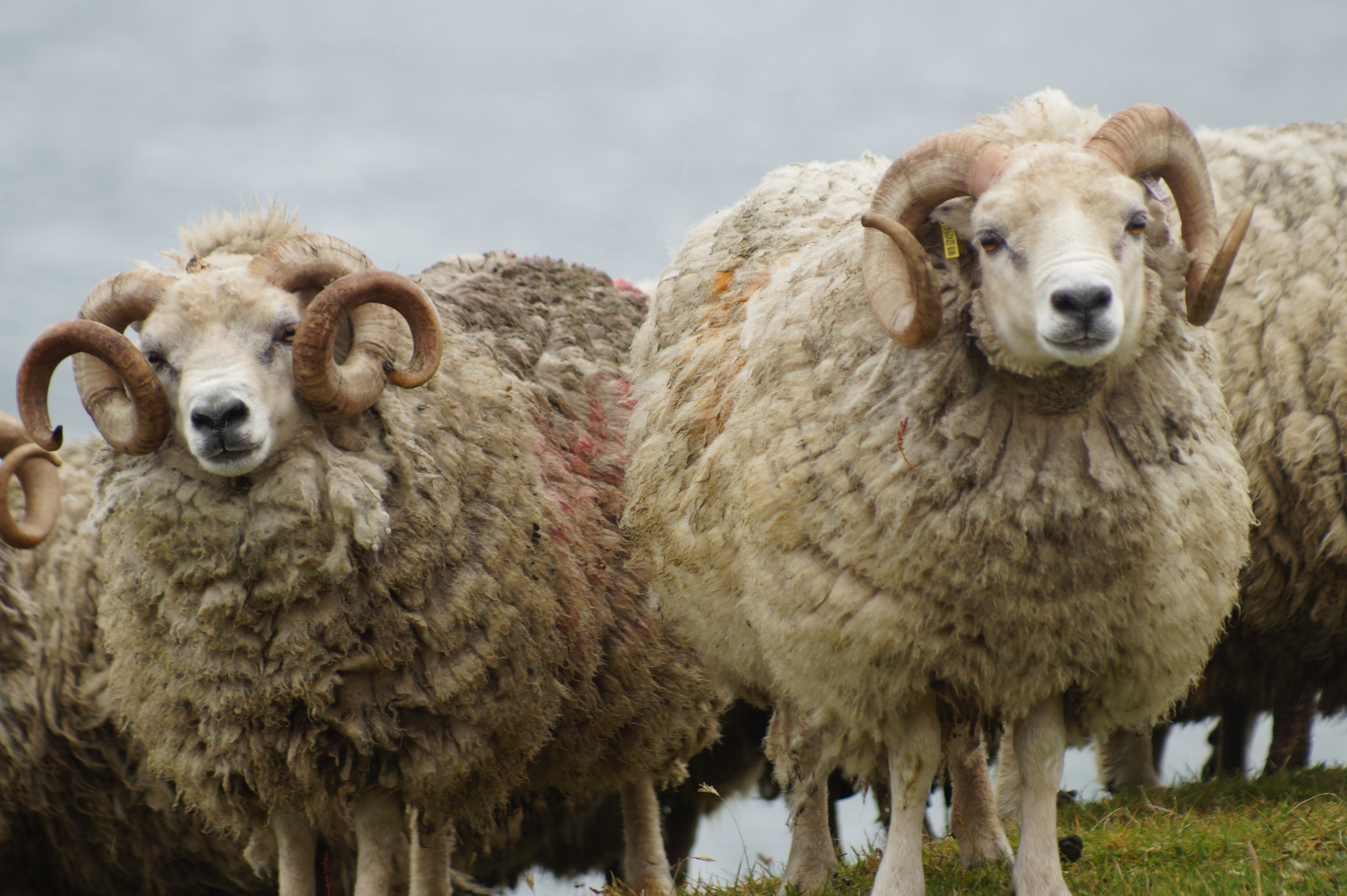 Shetland Sheep – the beginning of a blog series