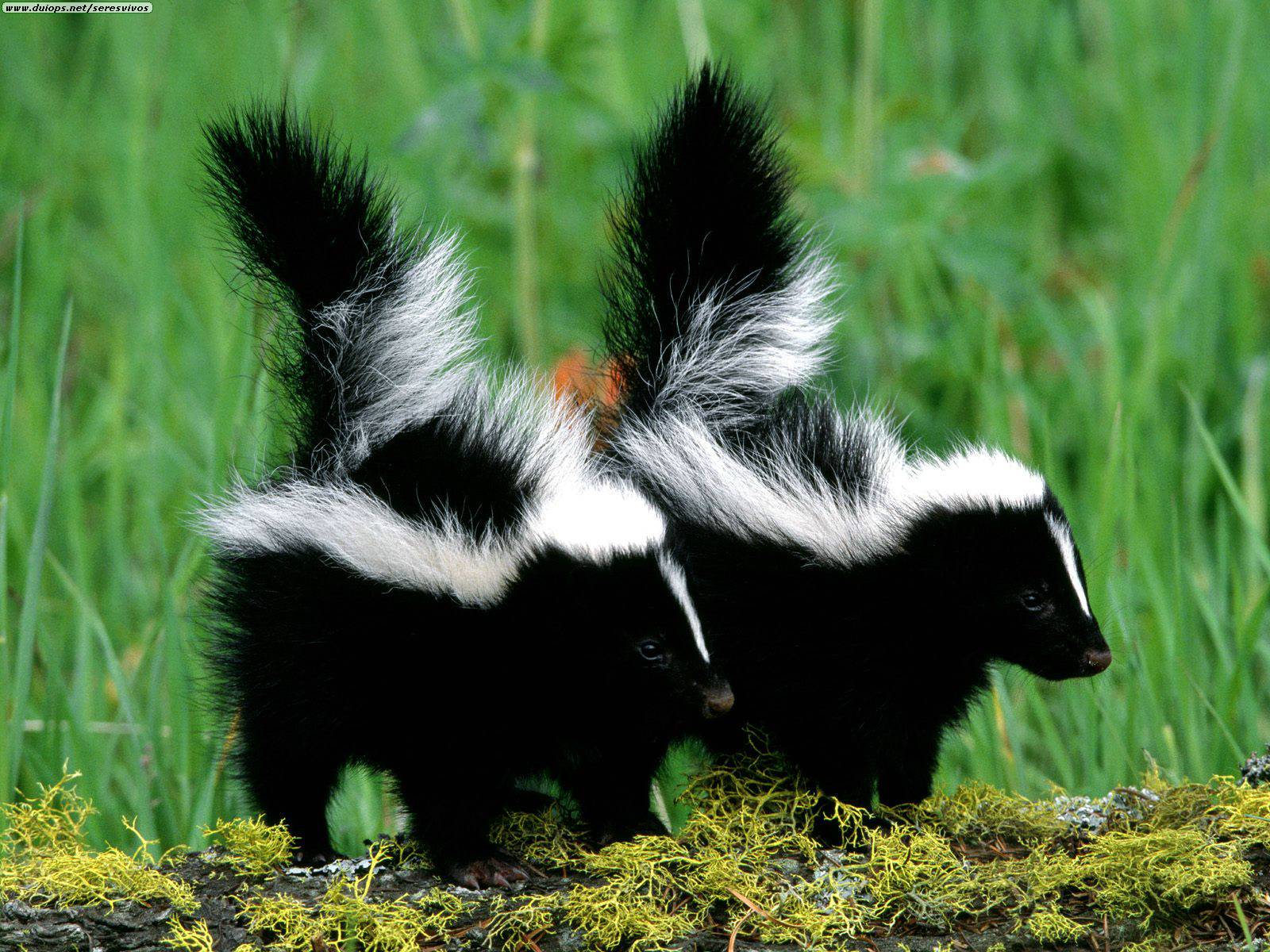 Dangerous of Wild Animals: Skunk