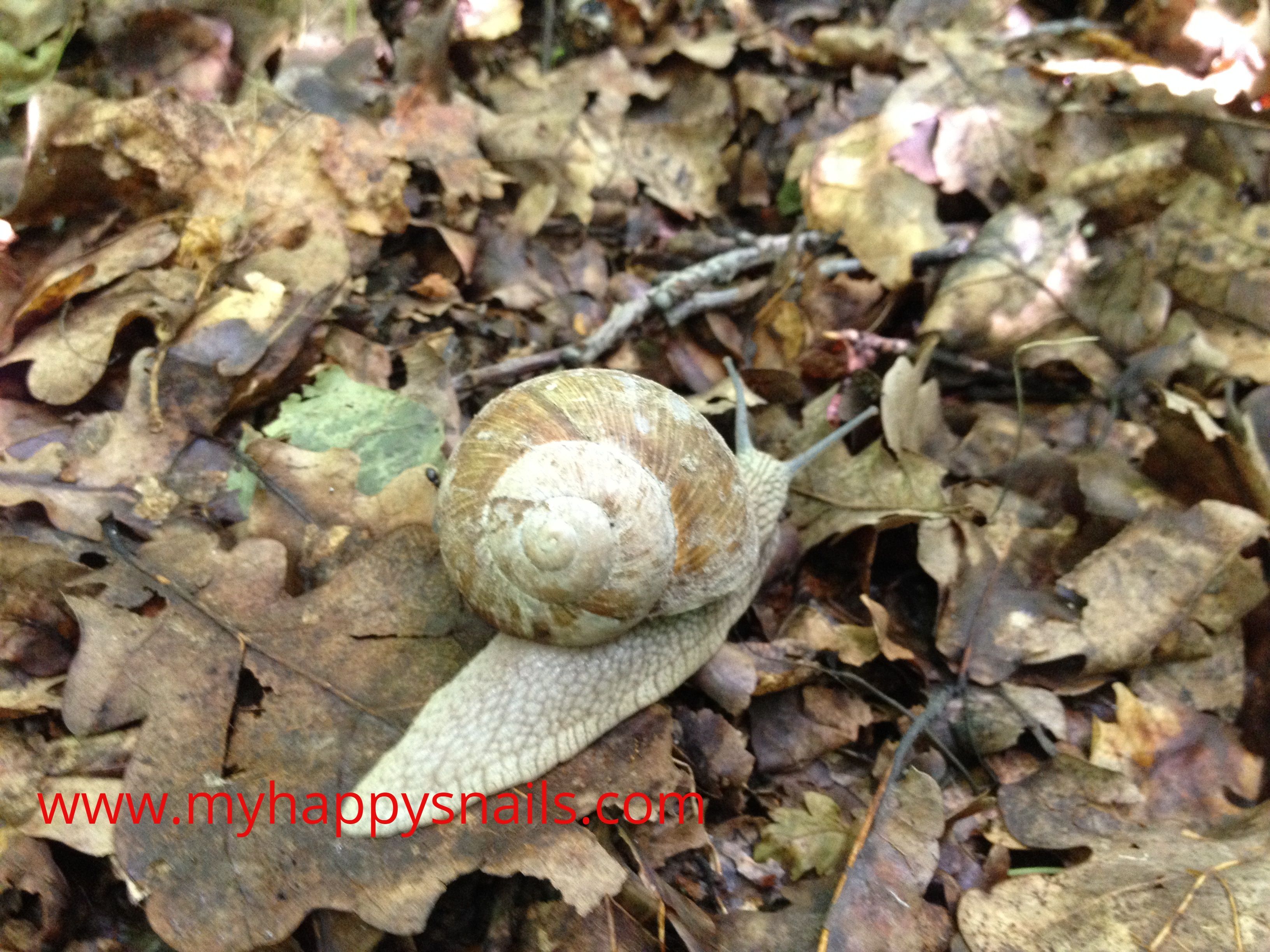 A wild snail - Helix Pomatia | Helix Pomatia large snails in the ...