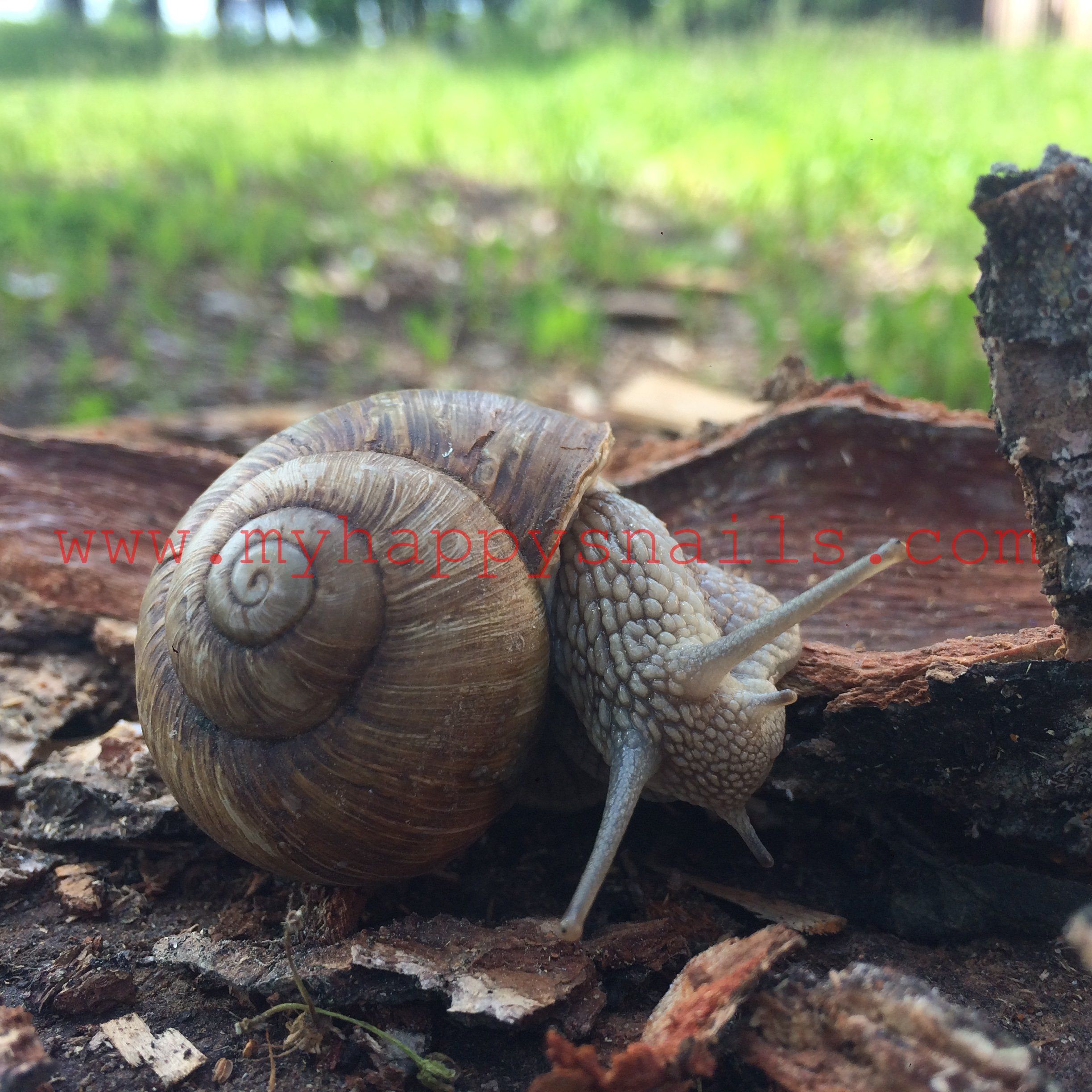 Helix Pomatia wild snail | awesome animals | Pinterest | Snail, Buy ...