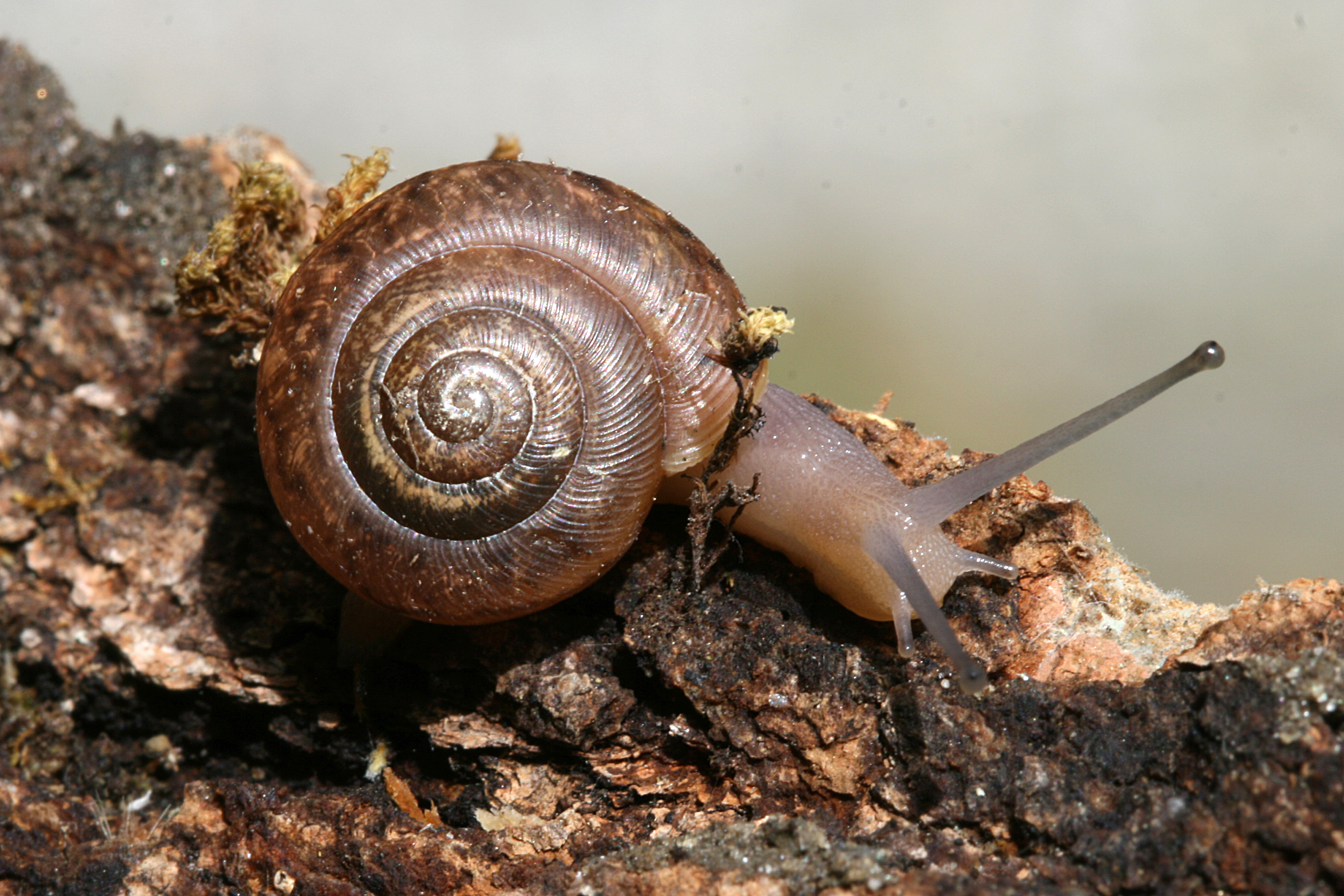 Land Snails – Welcome to a photographic journey through the fields ...