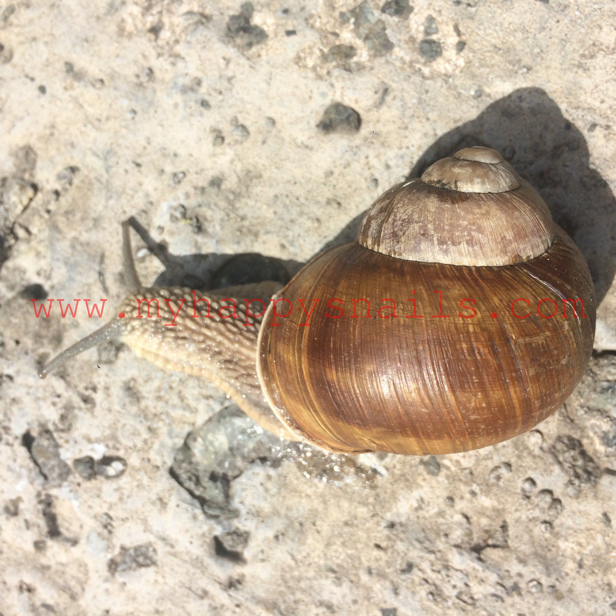 Helix Pomatia big snail | Bugs/insects, Hermit/Snails, Fish ...