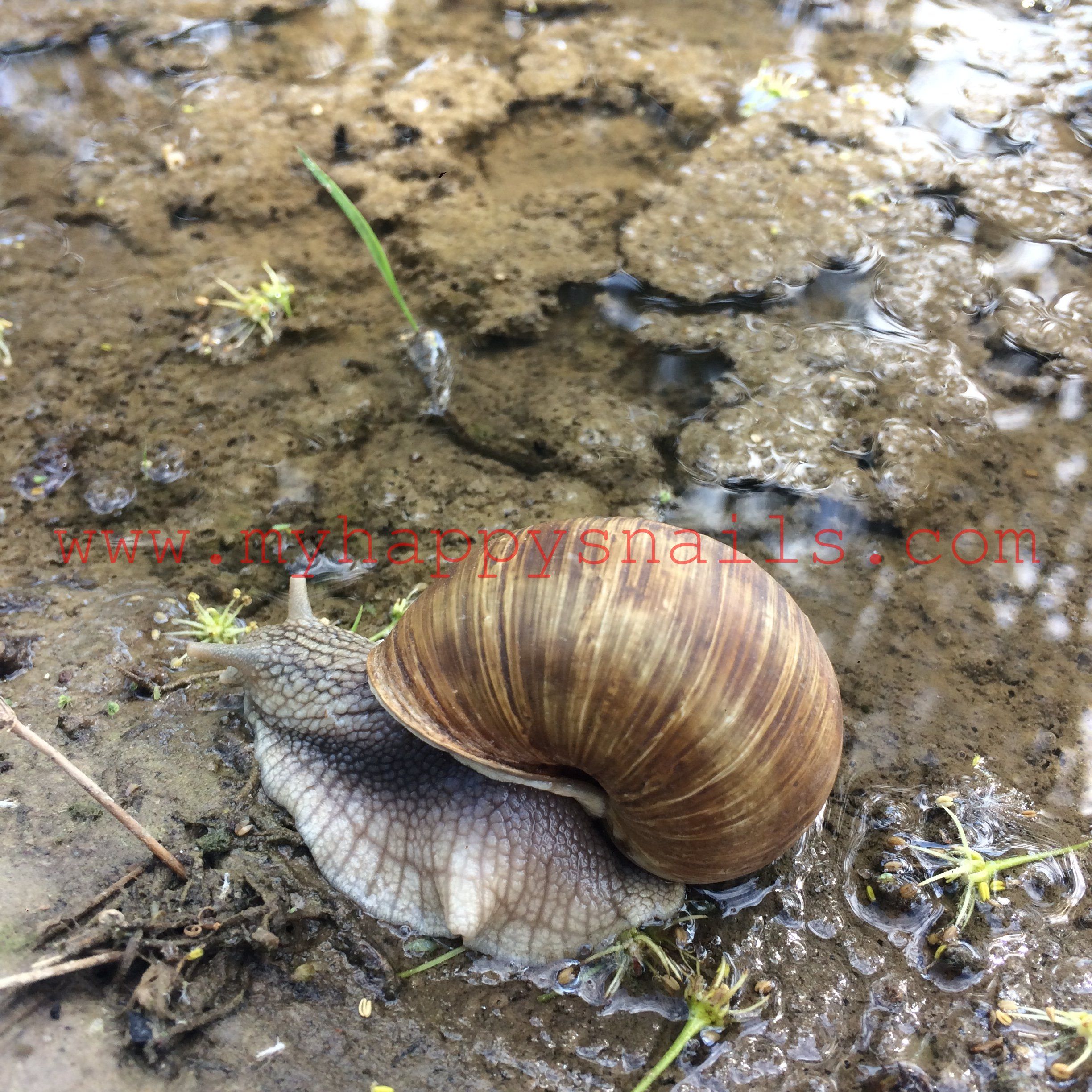Big Roman snail - Helix Pomatia | Snails | Pinterest | Roman snail