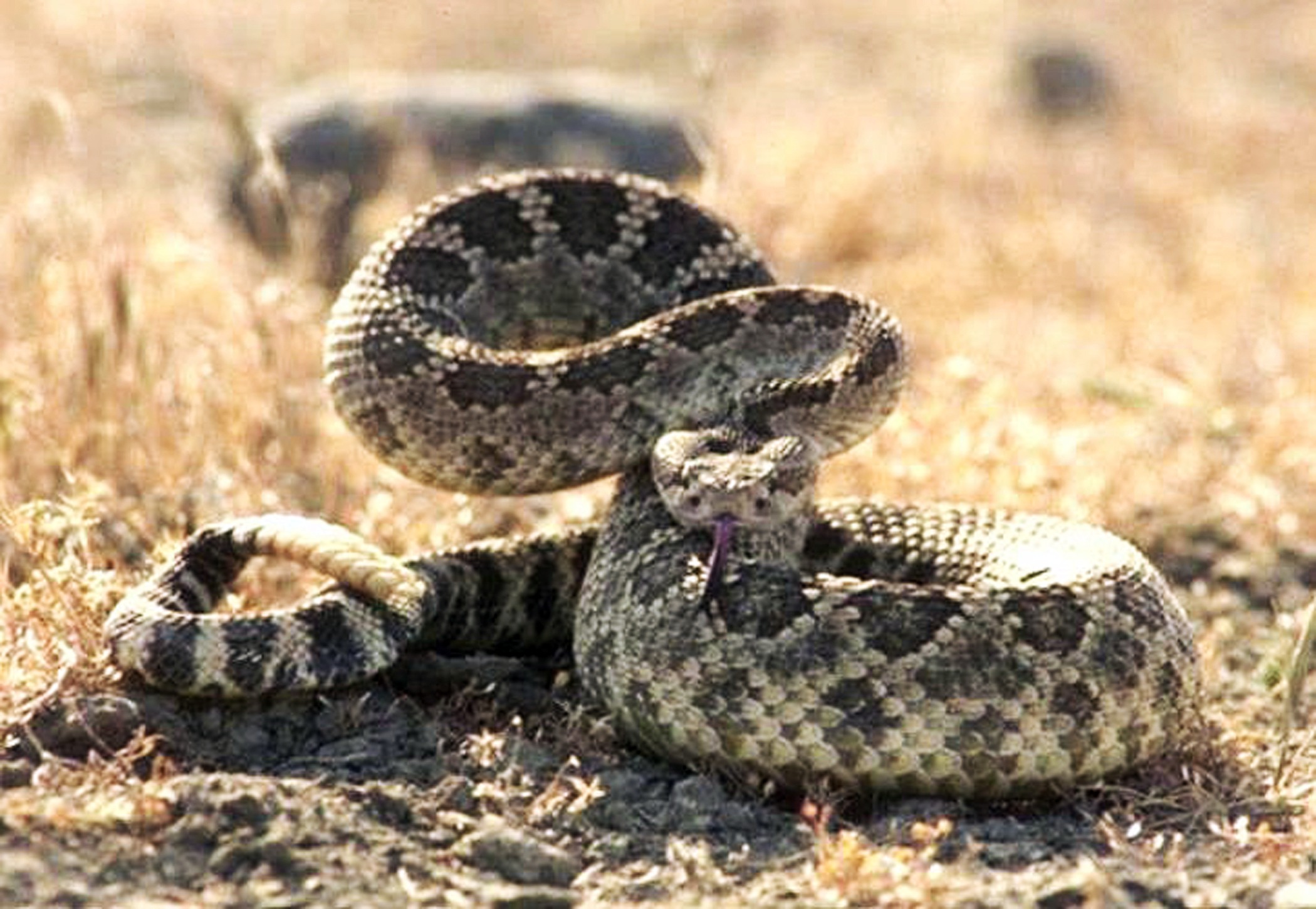Wild snake photo