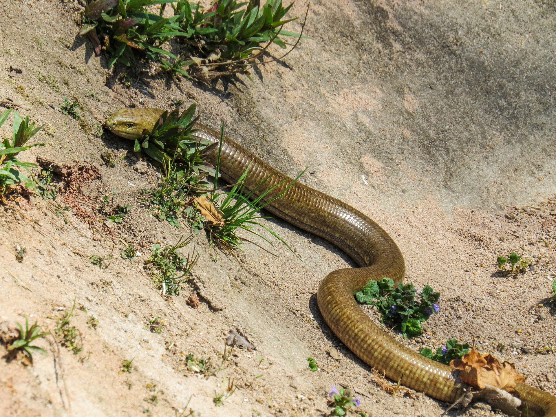 Wild snake photo