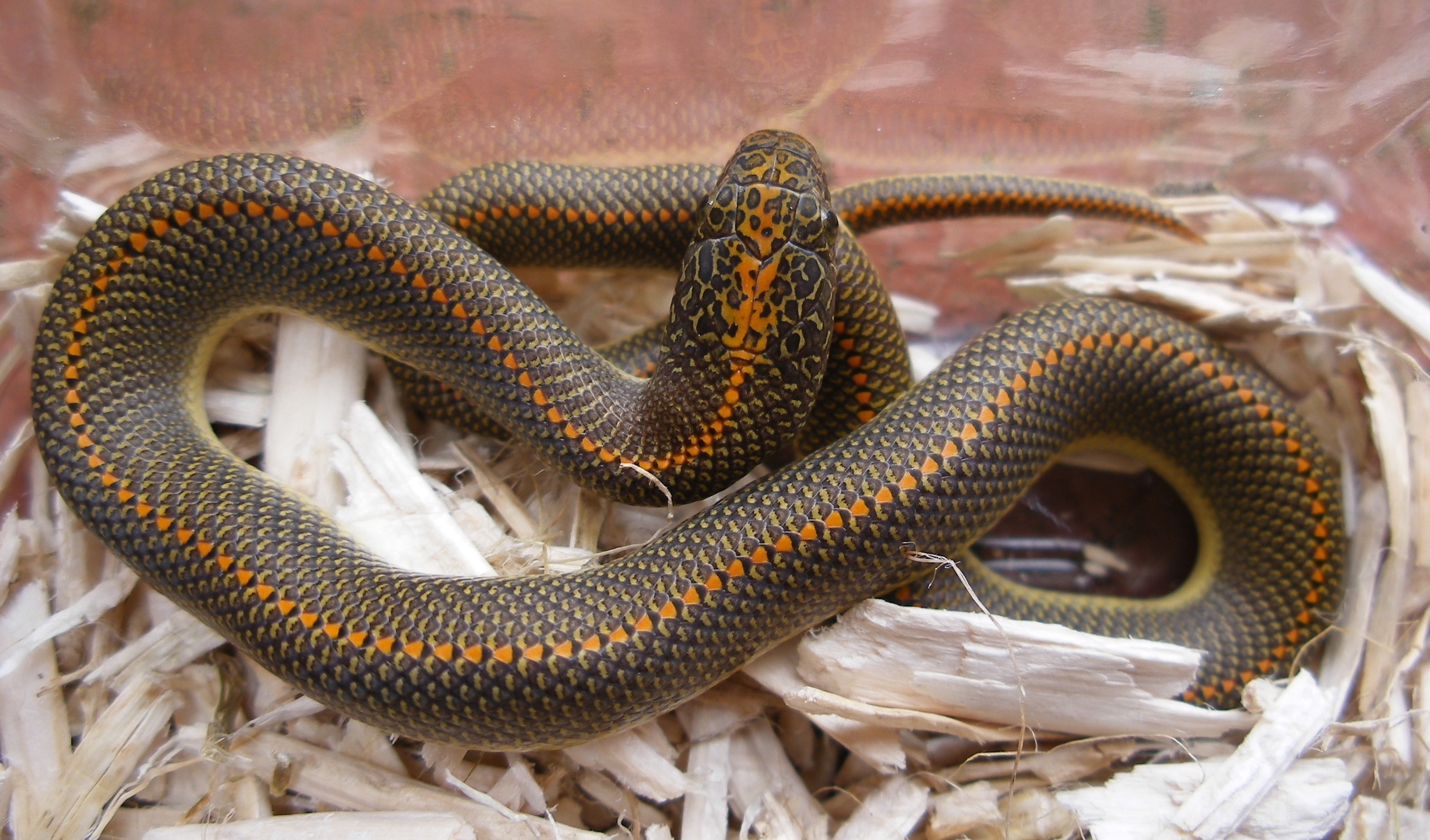 Wild Snake in House | HD Wallpapers