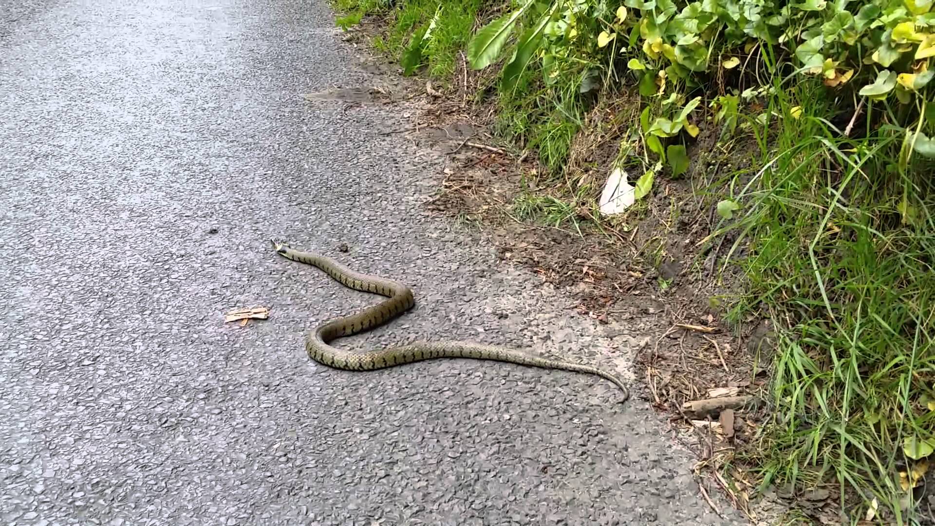 Wild Snake spotted on UK road Market Lavington - YouTube