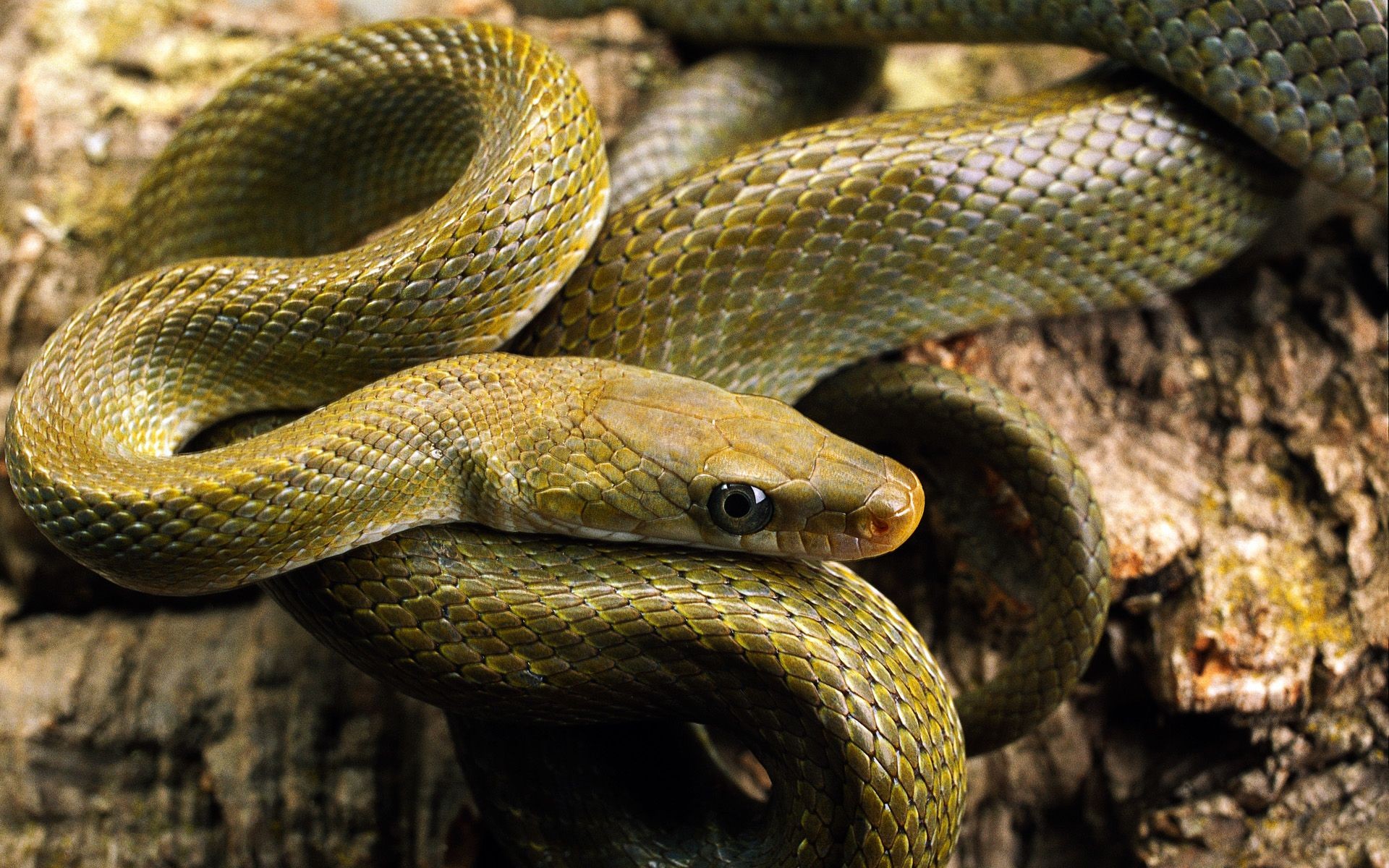 Reptiles: Year Wild Snake Snakes Wildlife Nature Macro Photography ...