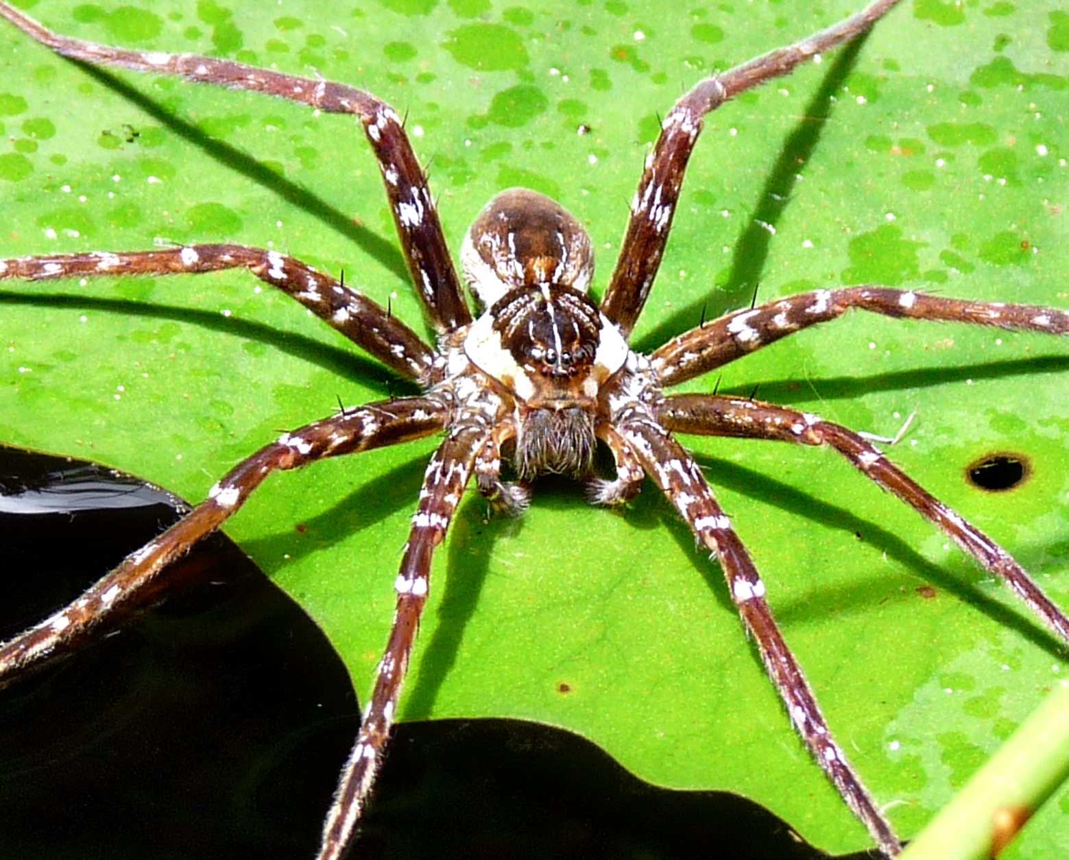 Swimming with Spiders | Wild Wings & Swampy Things