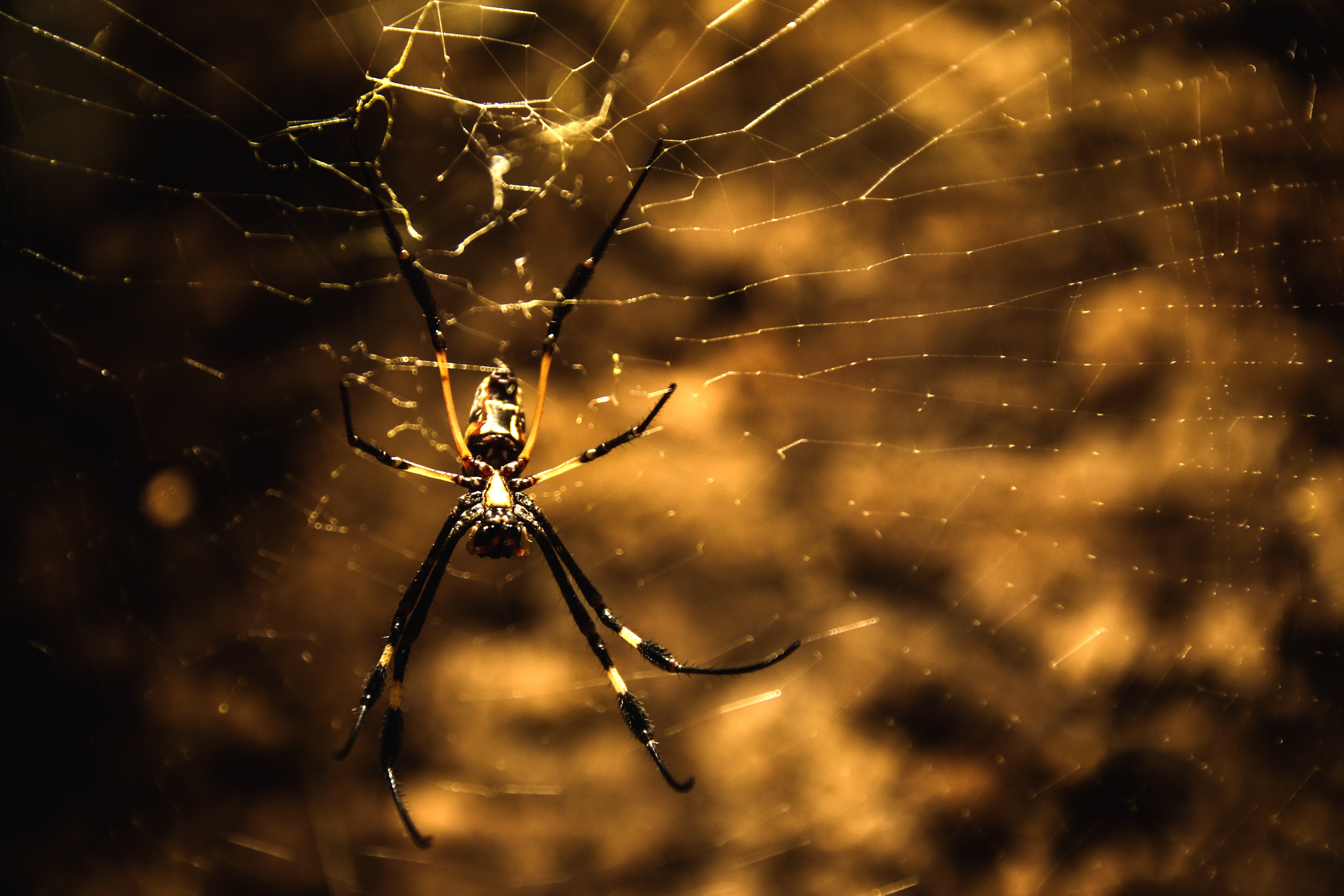 Wild spider photo