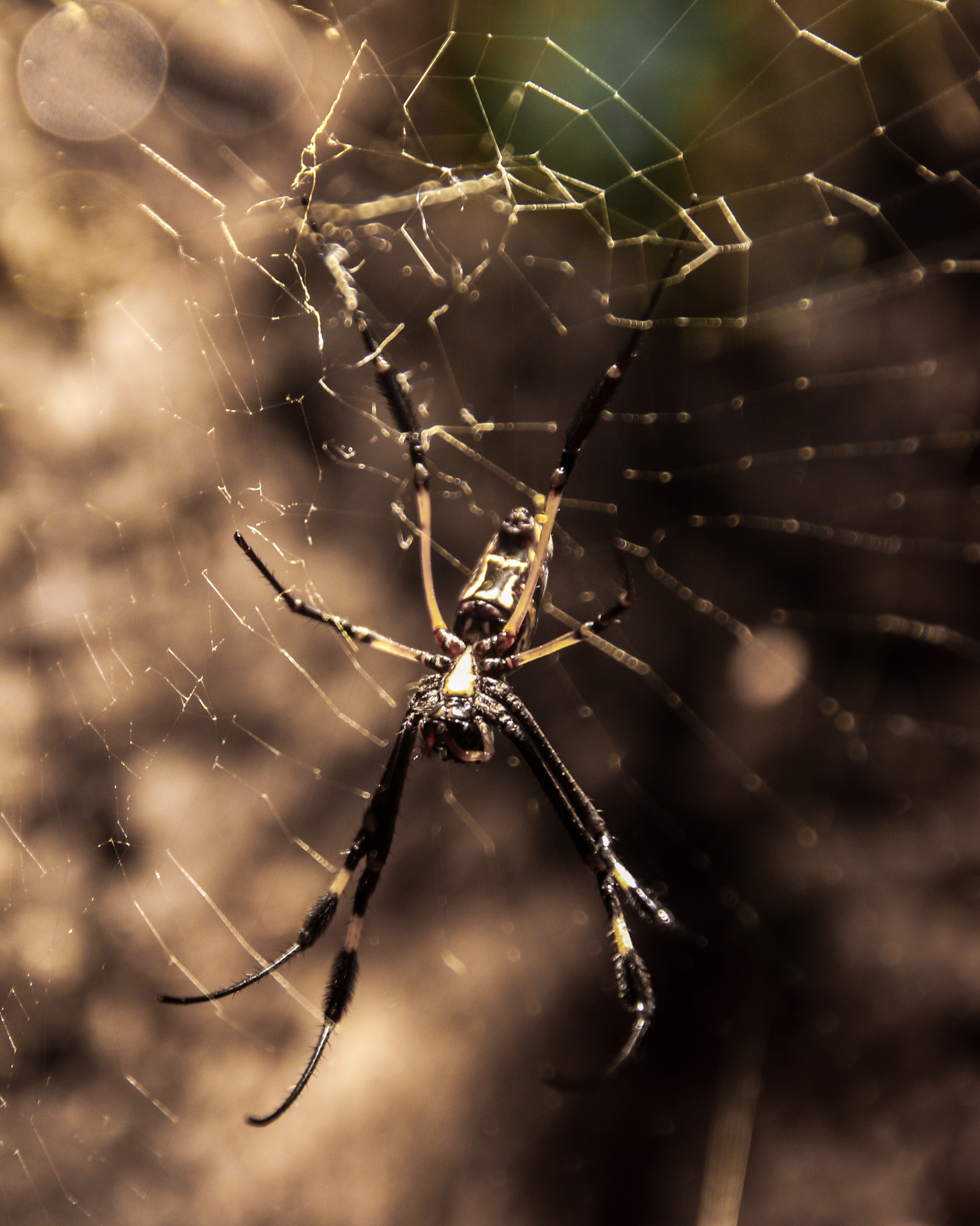 Wild spider photo
