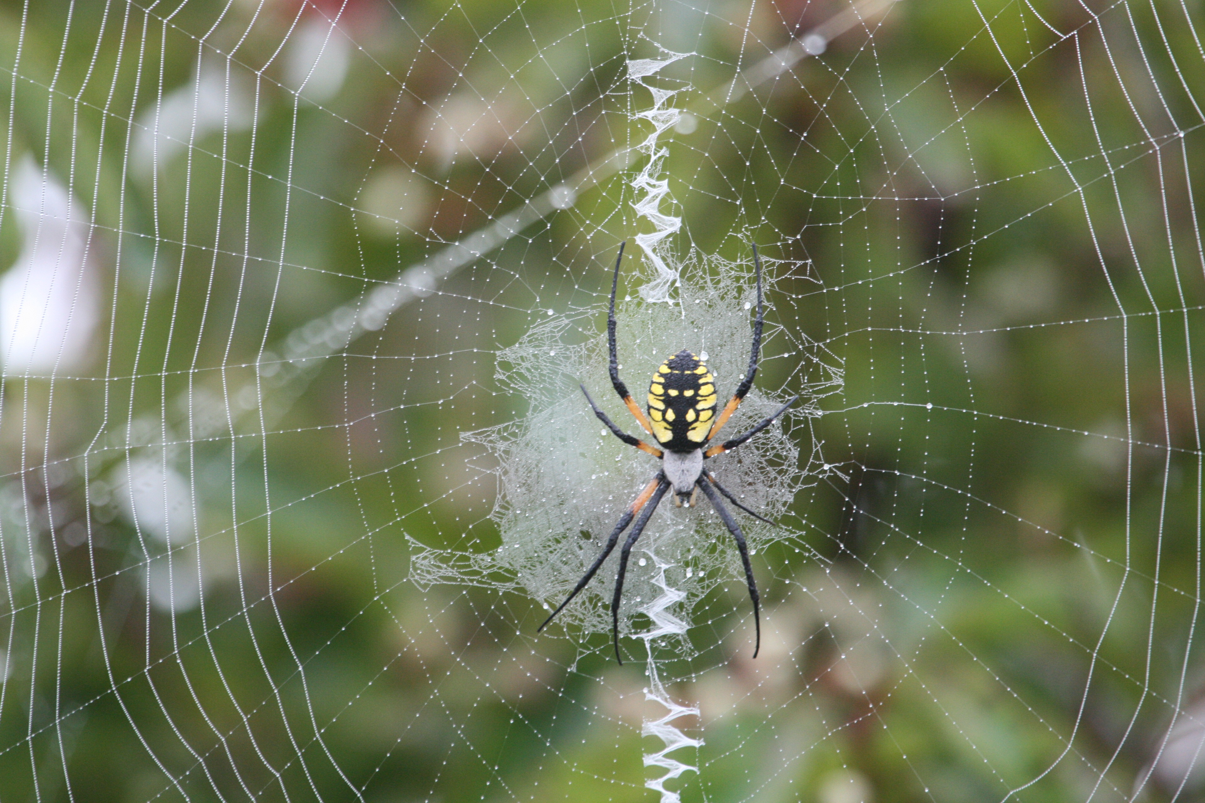 Spiders | Wild Love Photography
