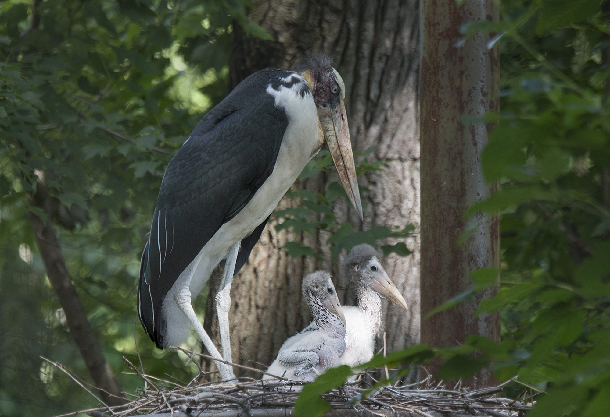 Stork Surrogates – Humans Dropped You Off | Wild View