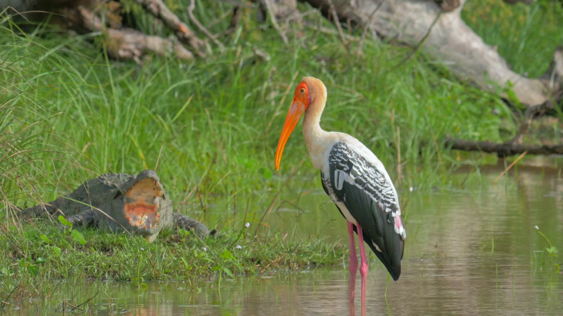 Exotic tropical bird Painted Stork stands in lake water near ...
