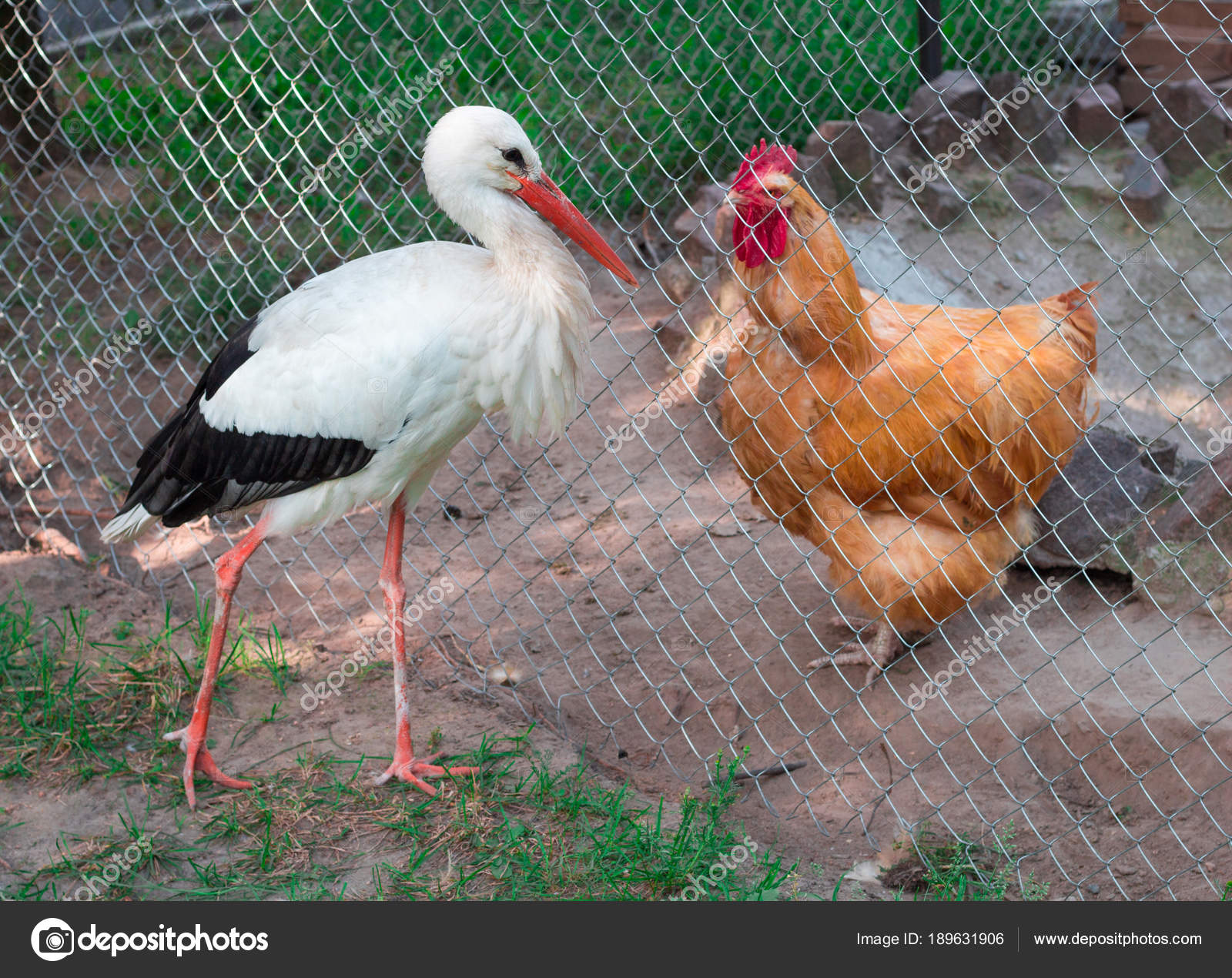 Domestic hen, wild stork bird chat across rabitsa grid fence — Stock ...