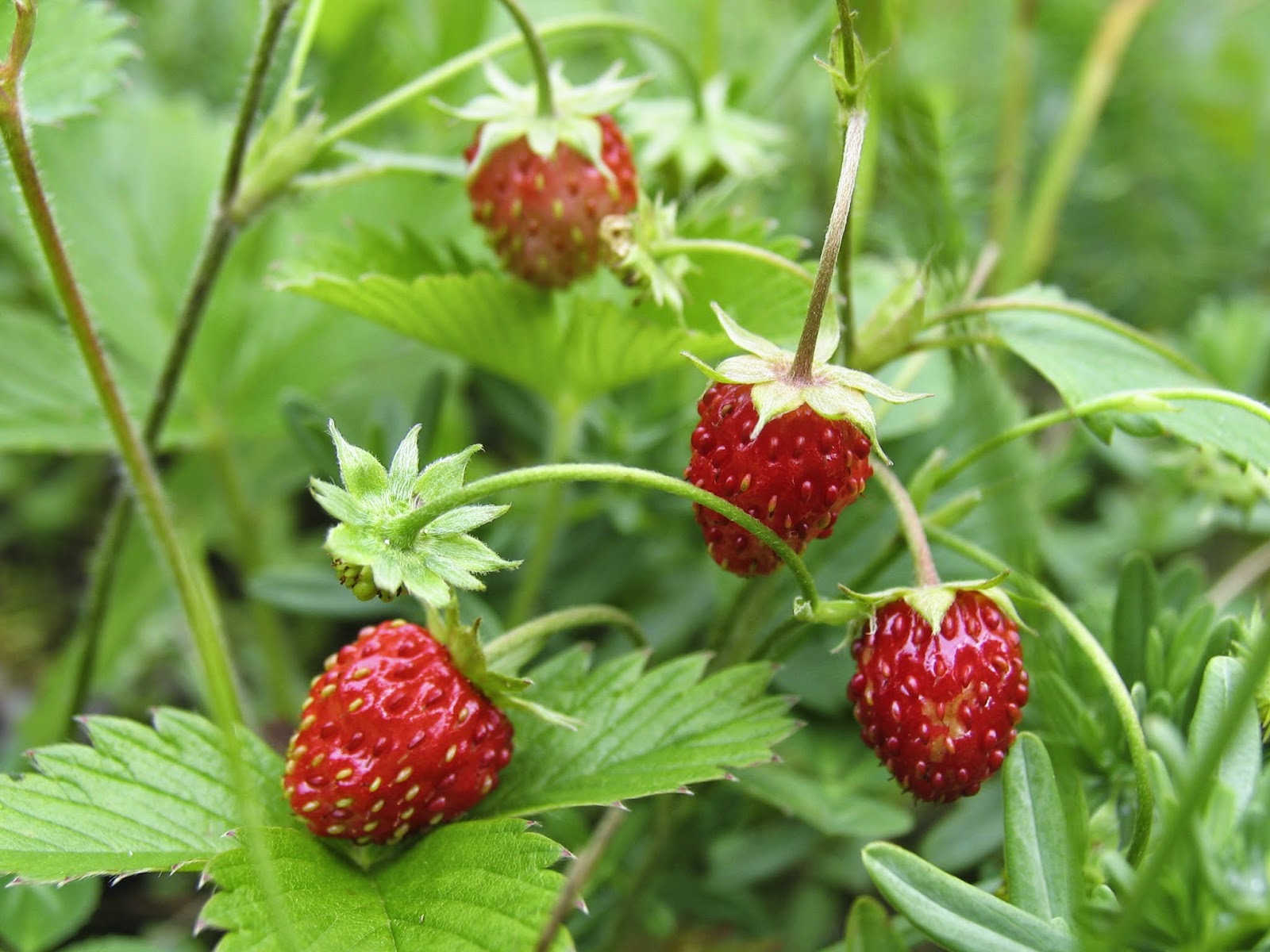 Benefits Of Wild Strawberries (Fragaria Vesca) For Health | Tips ...