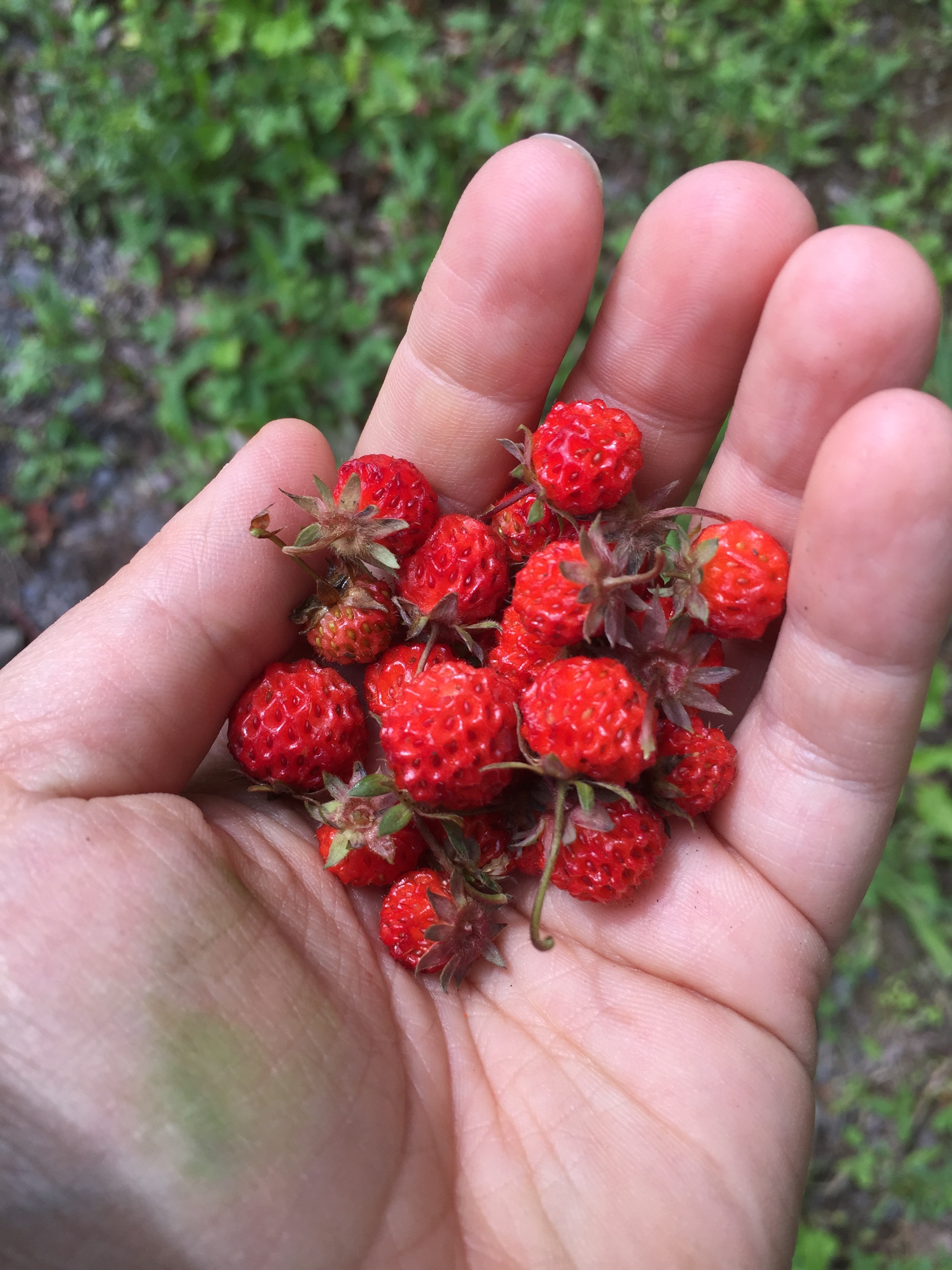 Wild Food and Wild Medicine Profile: Wild Strawberry (Fragaria Vesca ...