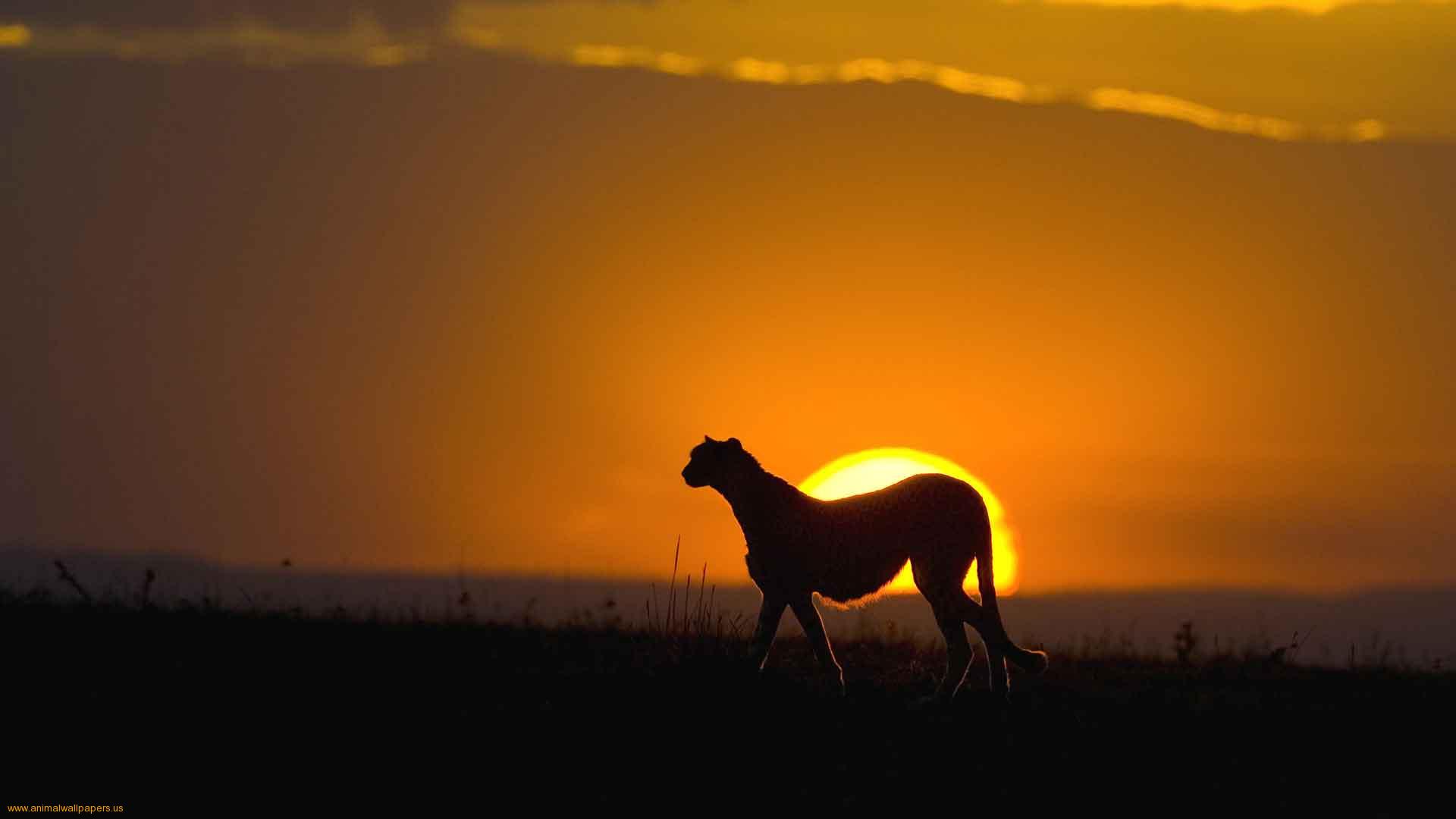 Sunset-in-wild-Africa-1 – SA GUIDED TOURS