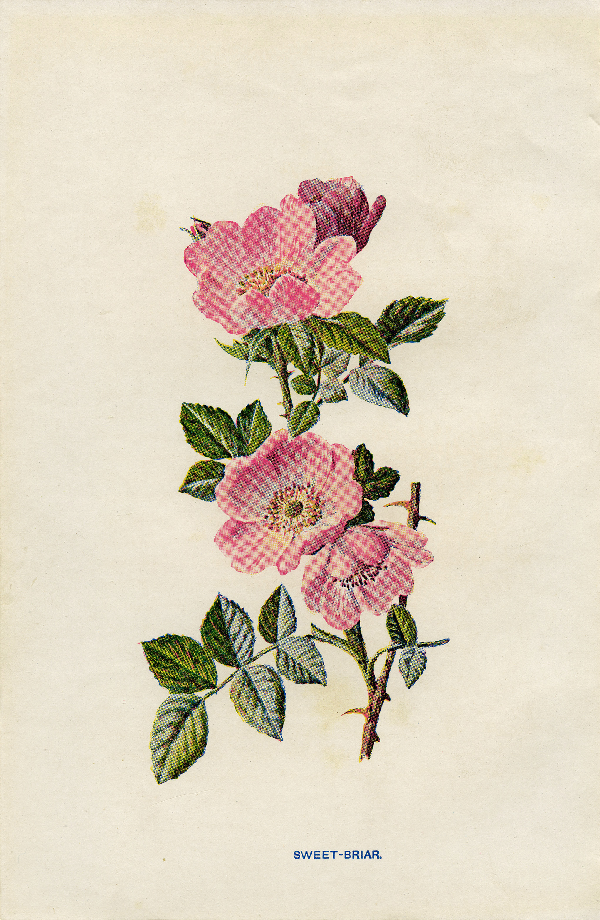 Sweet Briar Rose | Old Design Shop Blog