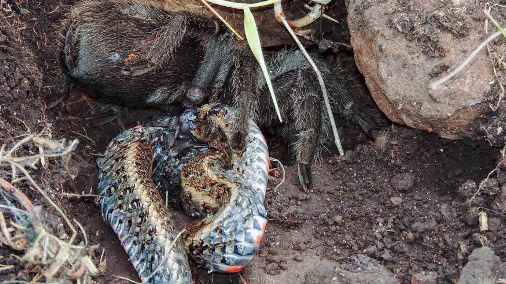 Giant Wild Tarantula Feasting on A Snake Is the Stuff of Nightmares ...