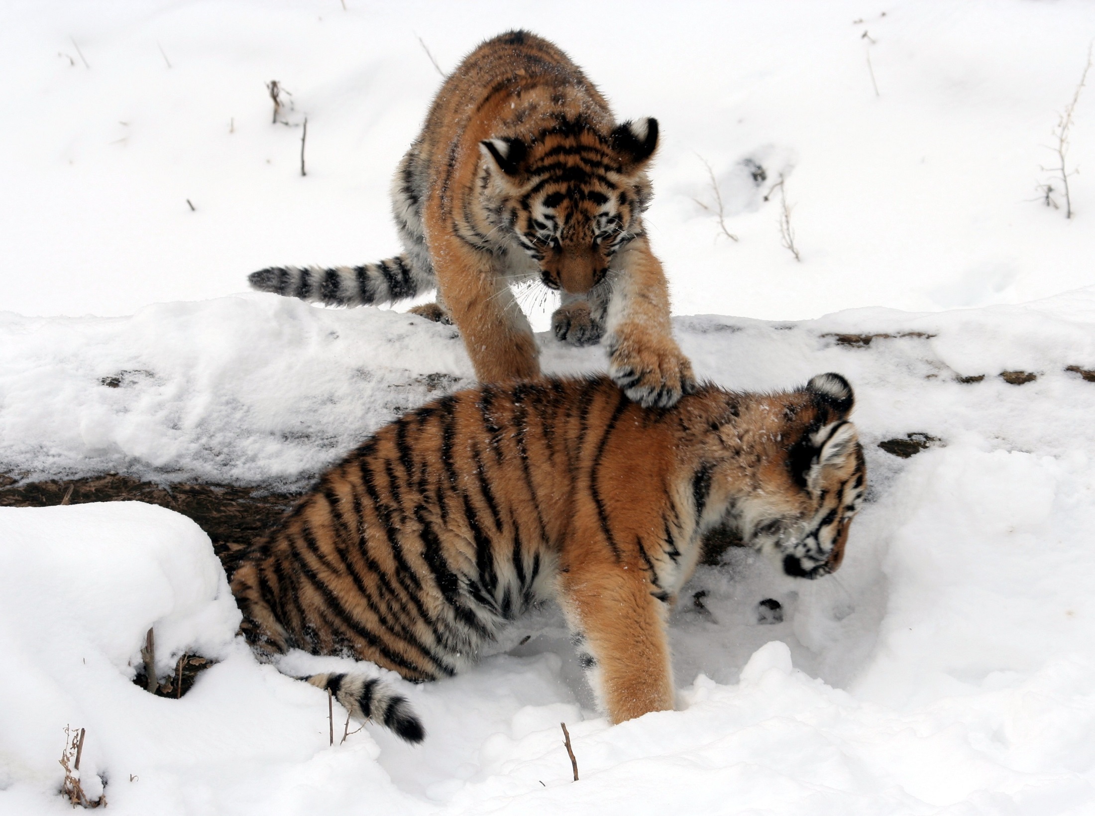 Wild tigers photo