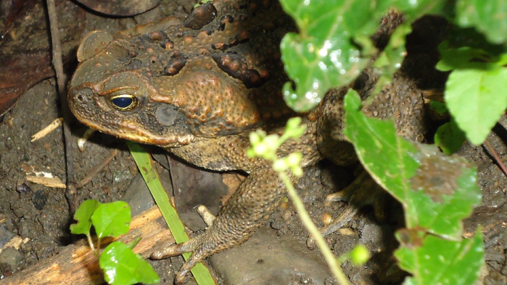 Wild toad photo