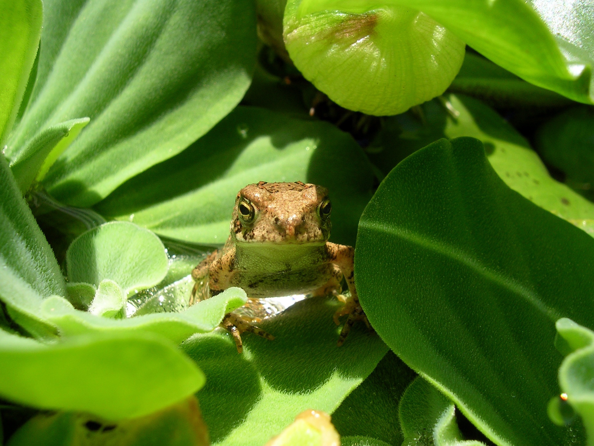 Wild toad photo