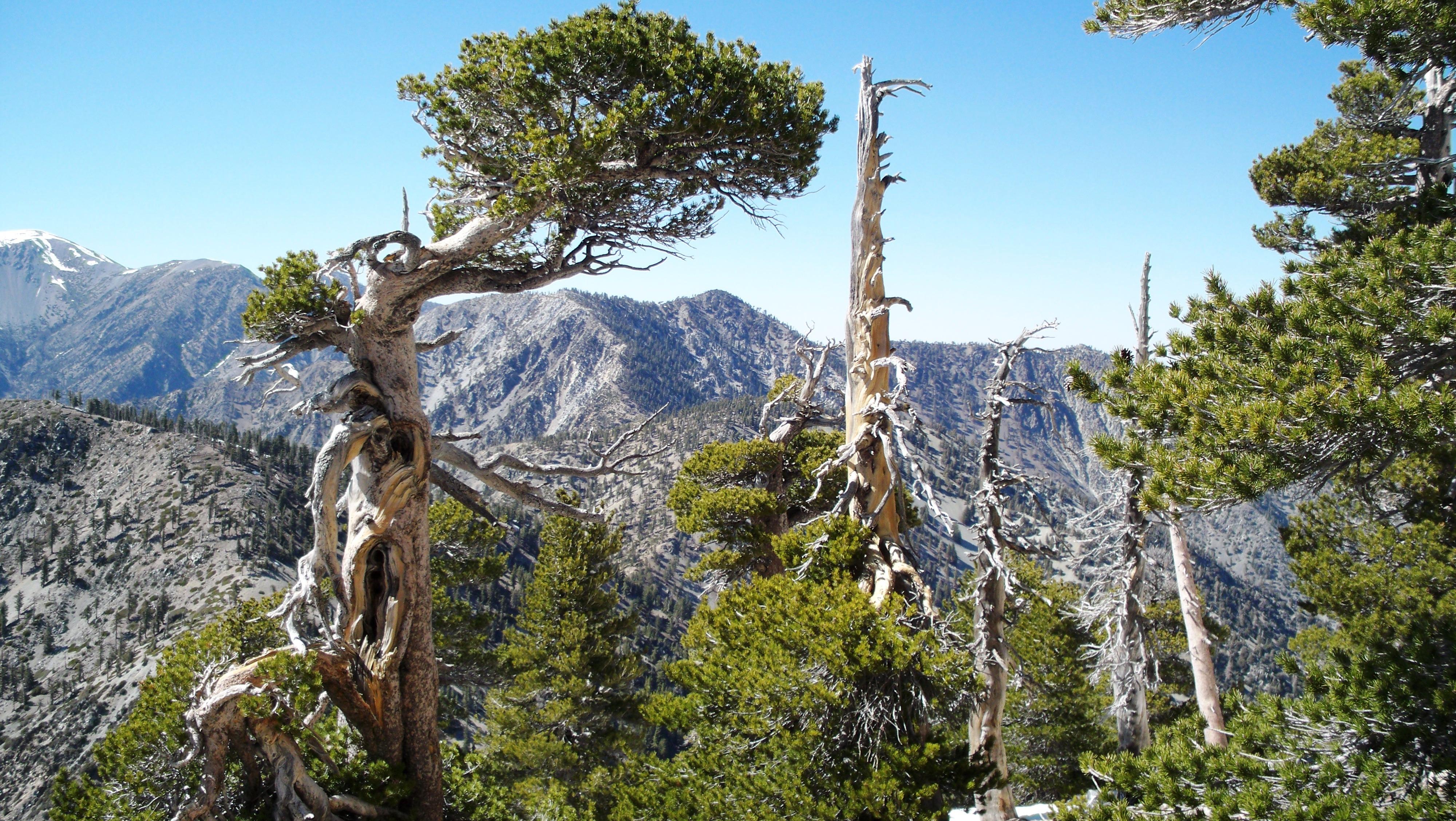 Wild trees of Cucamonga Peak : Photos, Diagrams & Topos : SummitPost