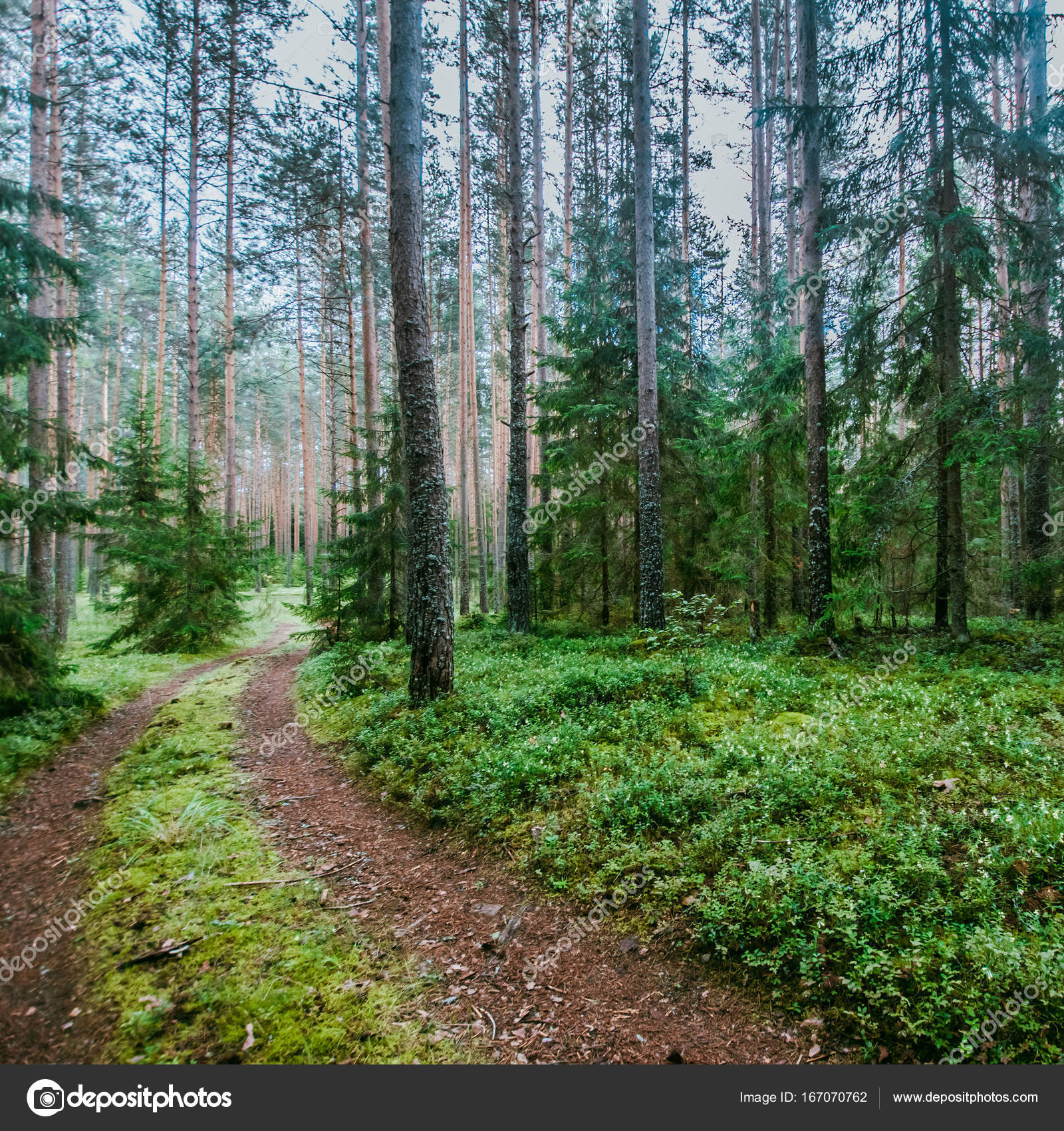 Wild trees in forest — Stock Photo © 1xpert #167070762