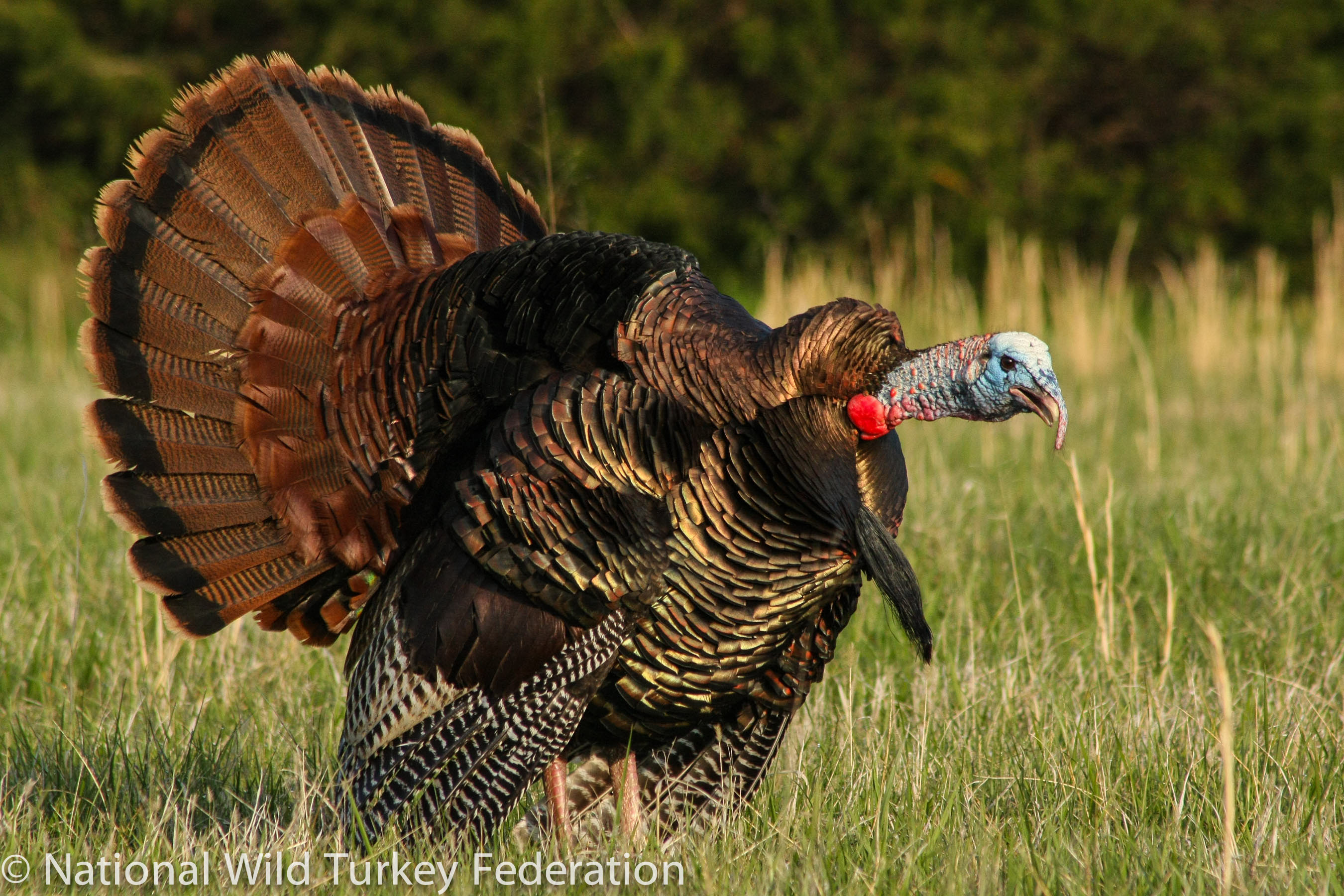 Eastern Wild Turkey Photo 3