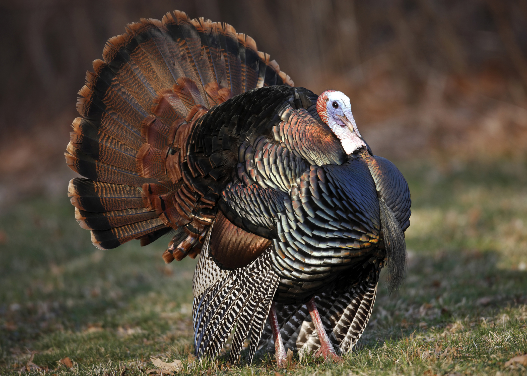 Managing wild turkeys on public and private lands | Mississippi ...