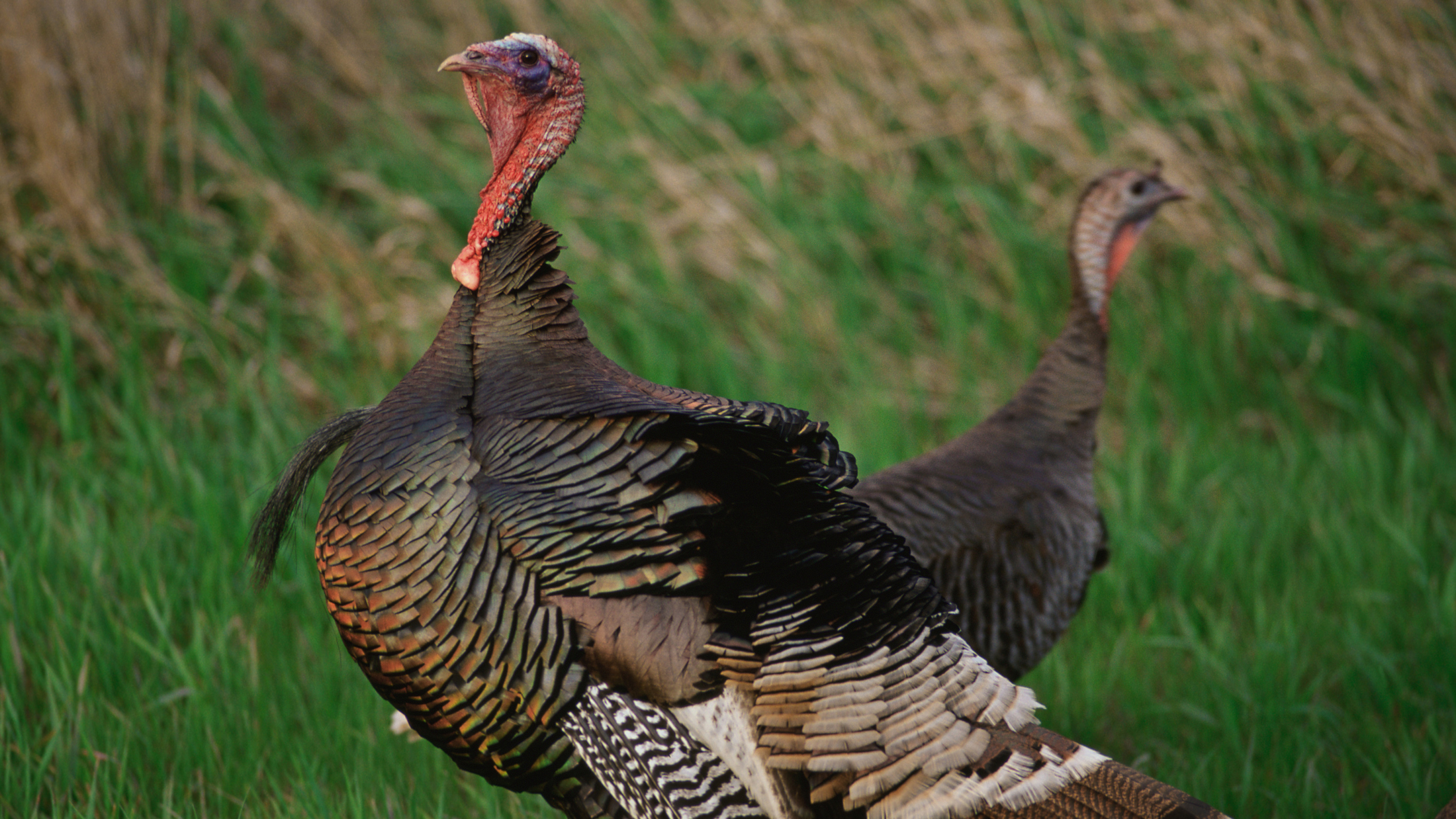 Wild Turkey Restoration: The Greatest Conservation Success Story ...
