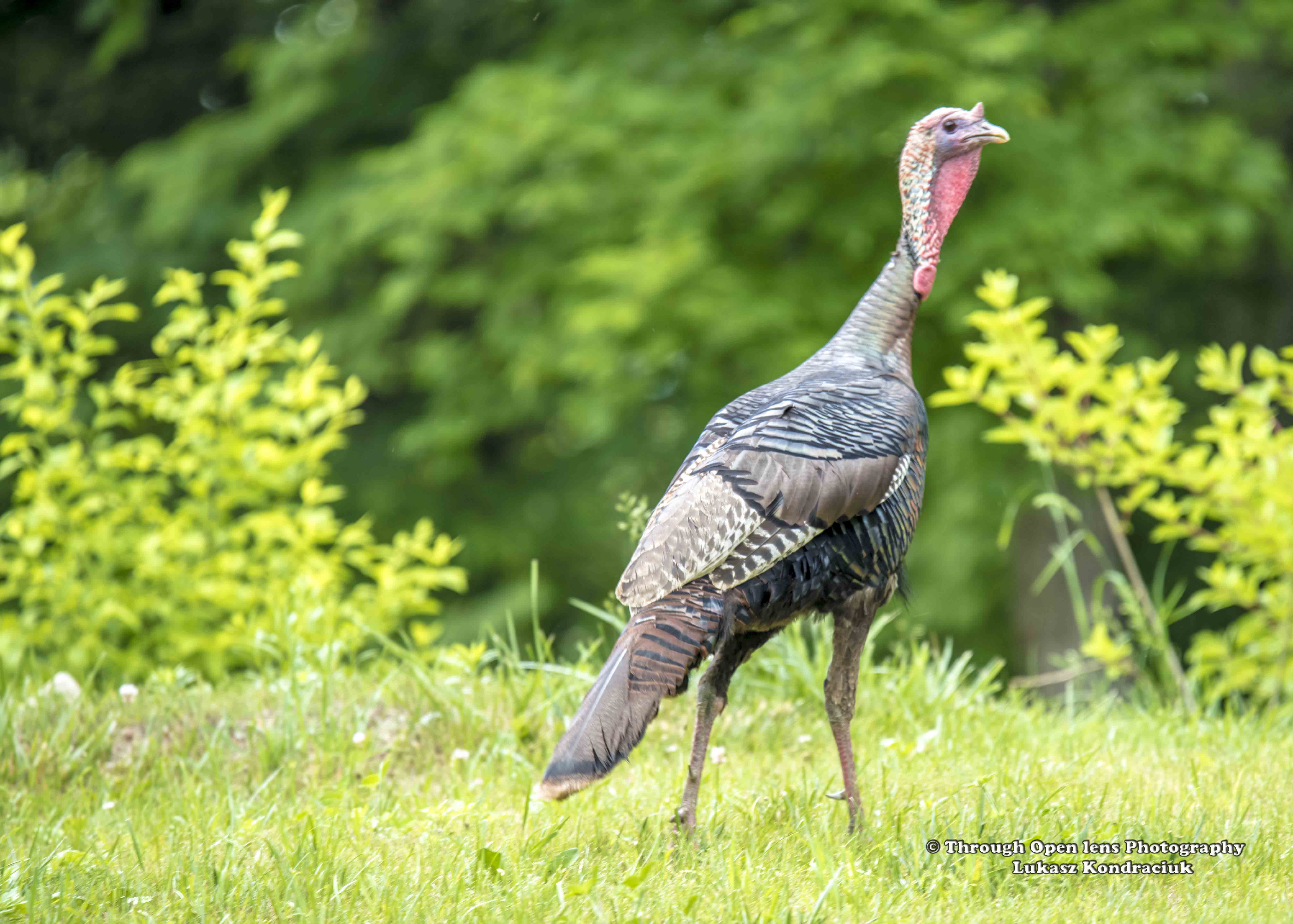 Wild Turkey – Through Open Lens