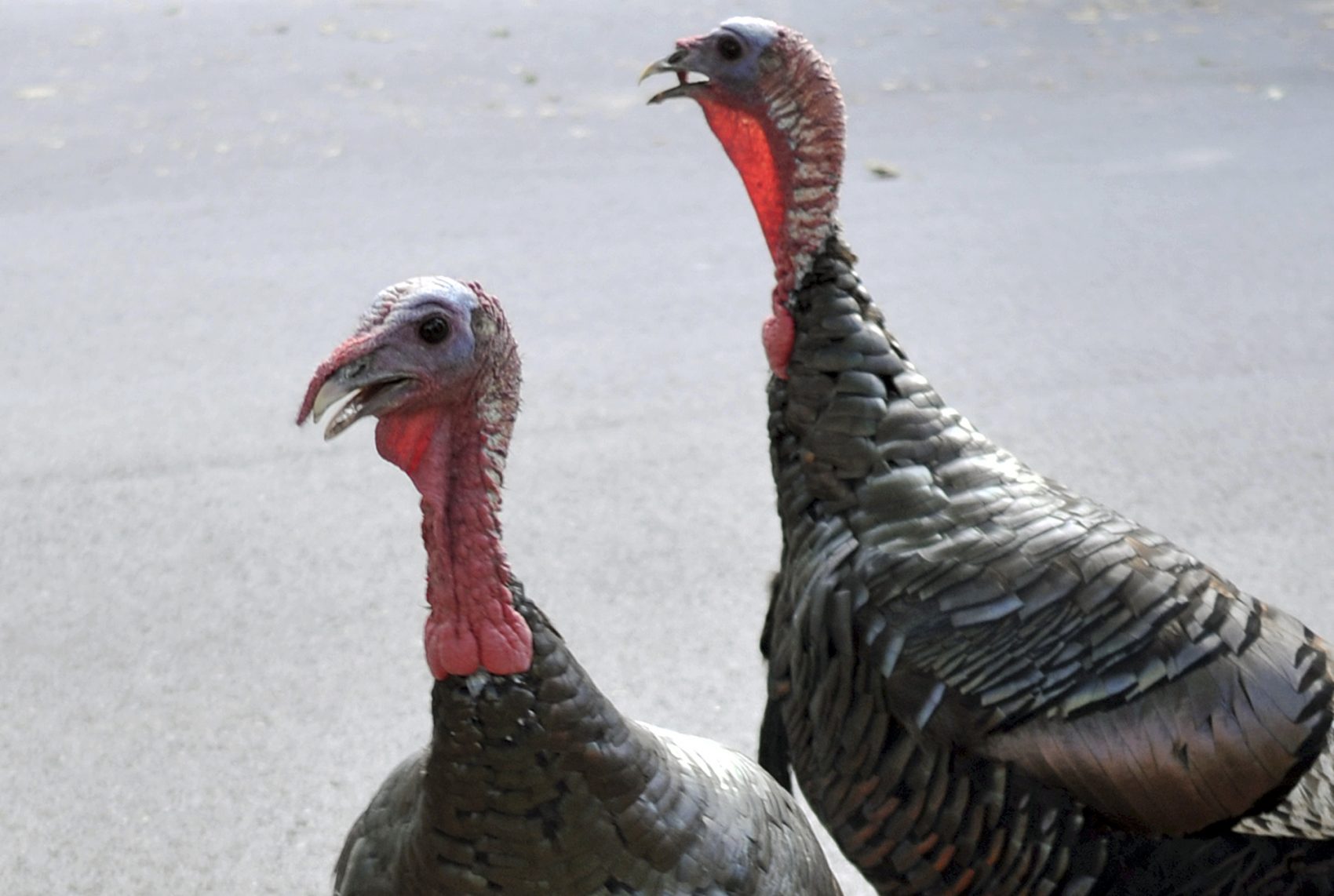 Wild Turkeys Are Back, Trolling Greater Boston | WBUR News