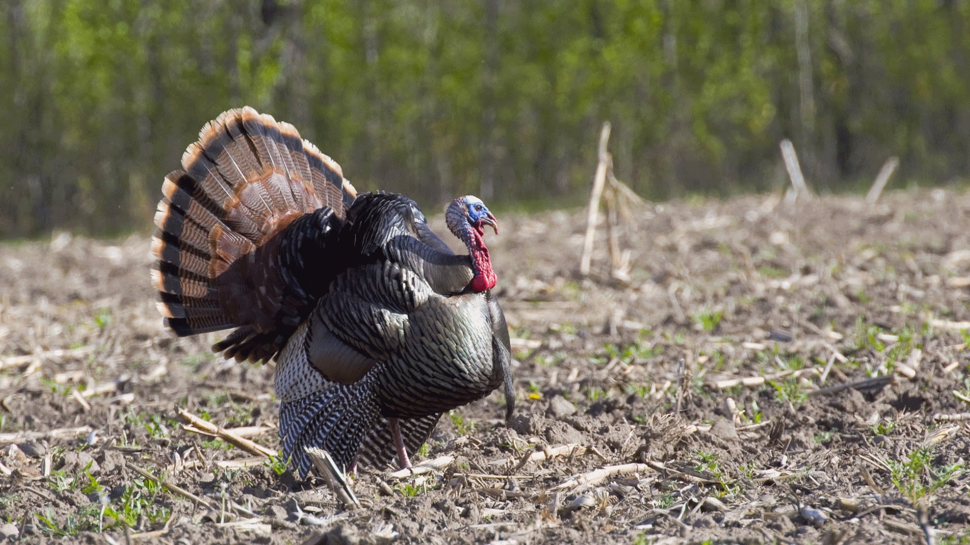 5 Fascinating Facts About Wild Turkeys - YouTube