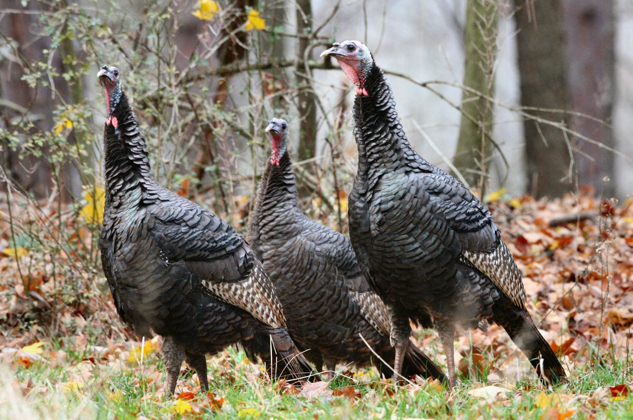 PA Game Commission Requests Wild Turkey Sightings in August ...
