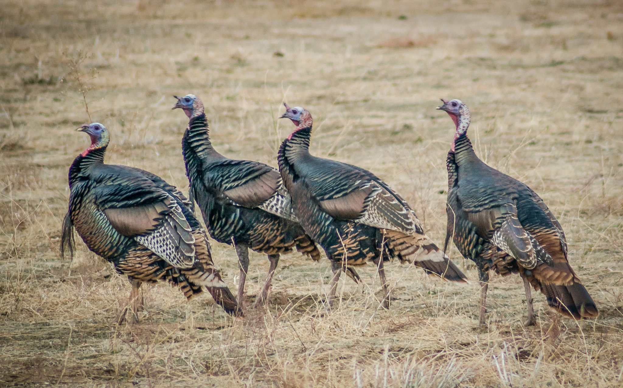 Wild turkeys thrive following successful revival effort - The San ...