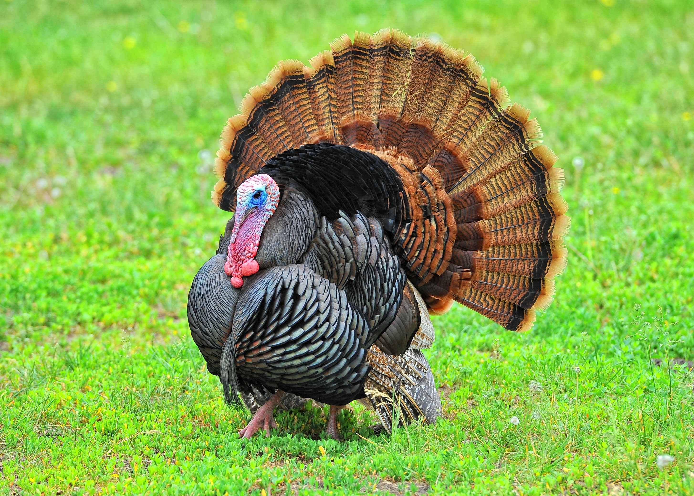 File:Wild Turkeys.jpg - Wikimedia Commons