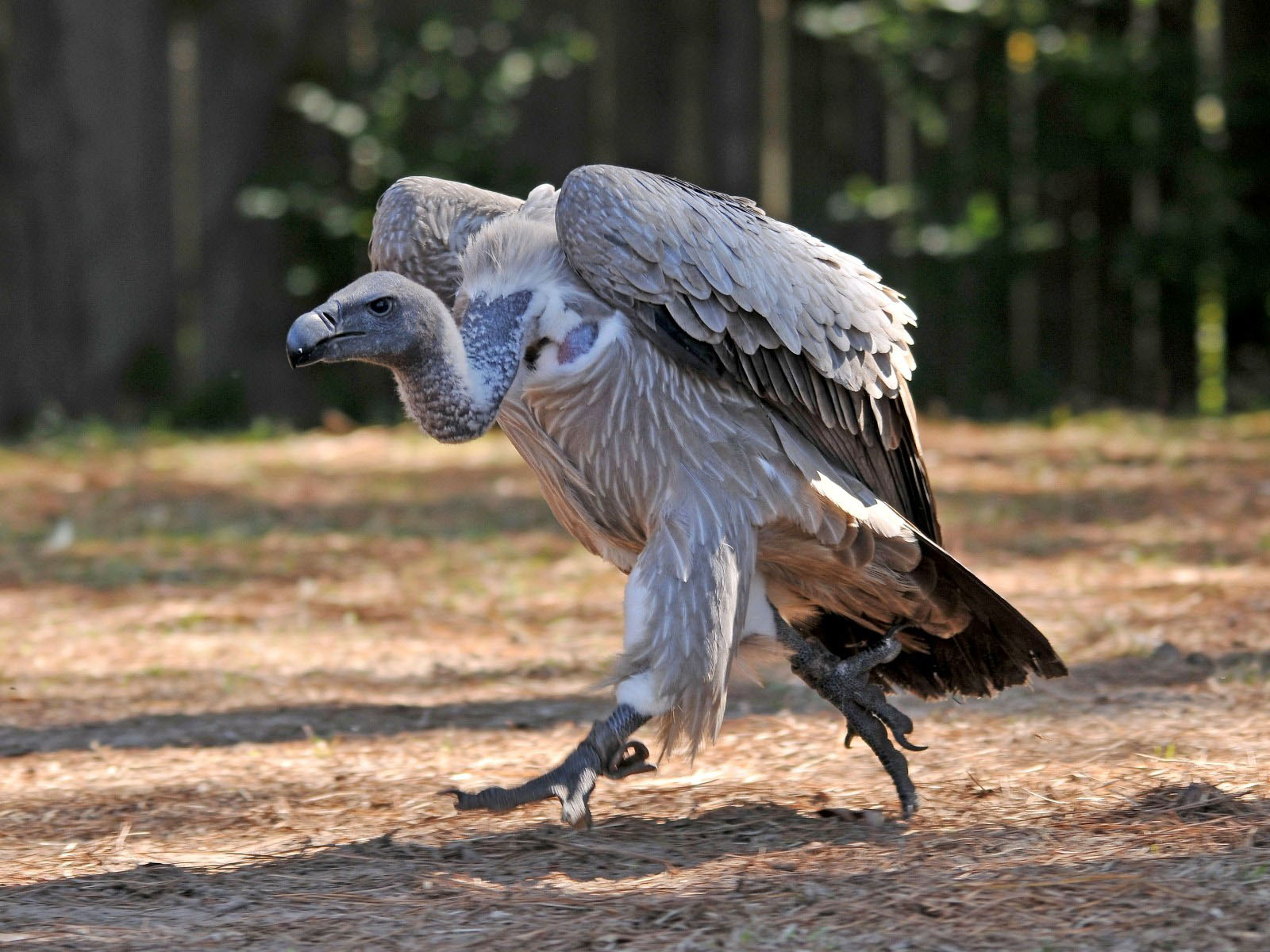 The Online Zoo - White-backed Vulture