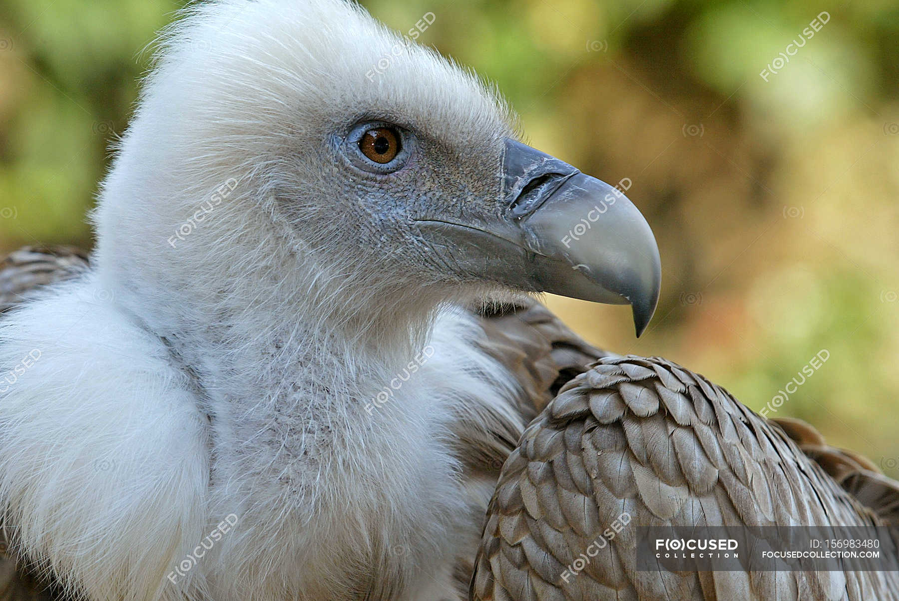 Wild vulture outdoors — Stock Photo | #156983480