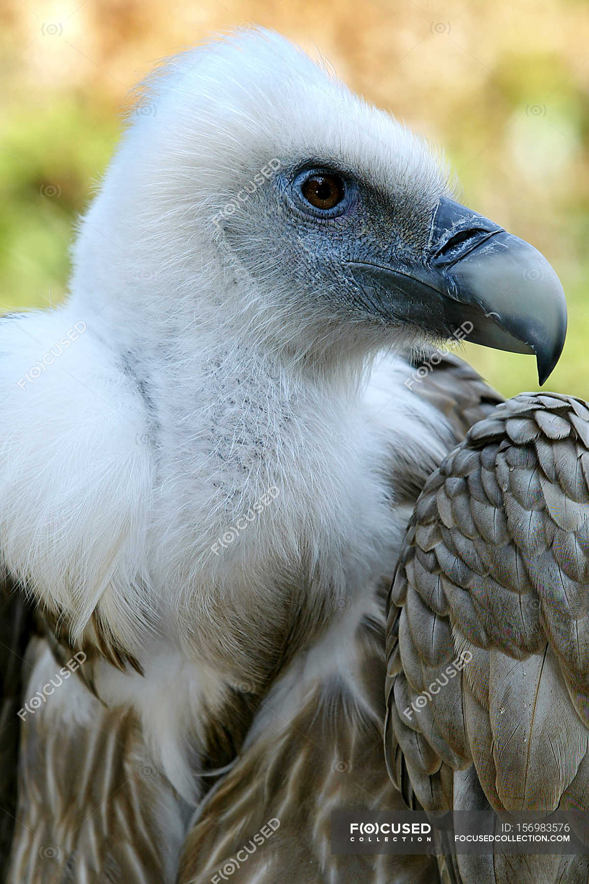 Wild vulture outdoors — Stock Photo | #156983576