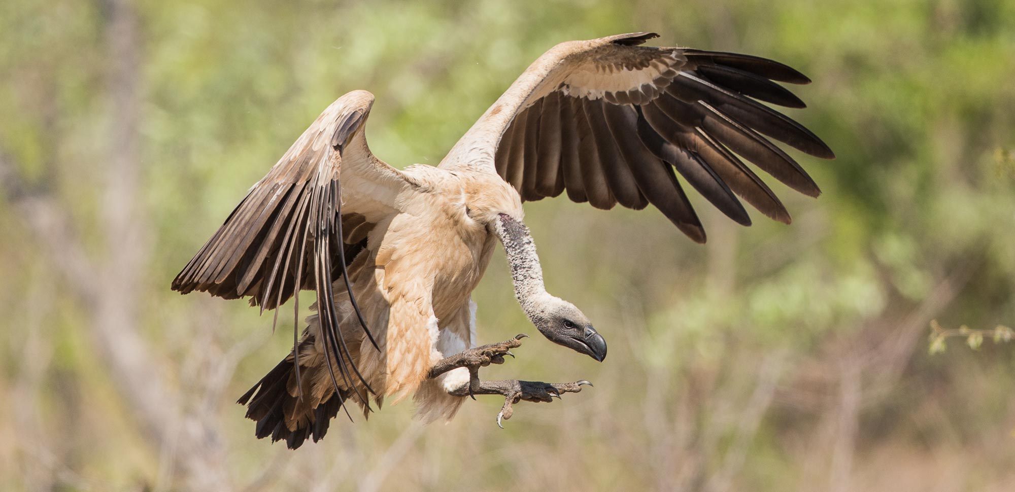 Vultures on downward spiral | Africa's threatened wildlife | Love ...