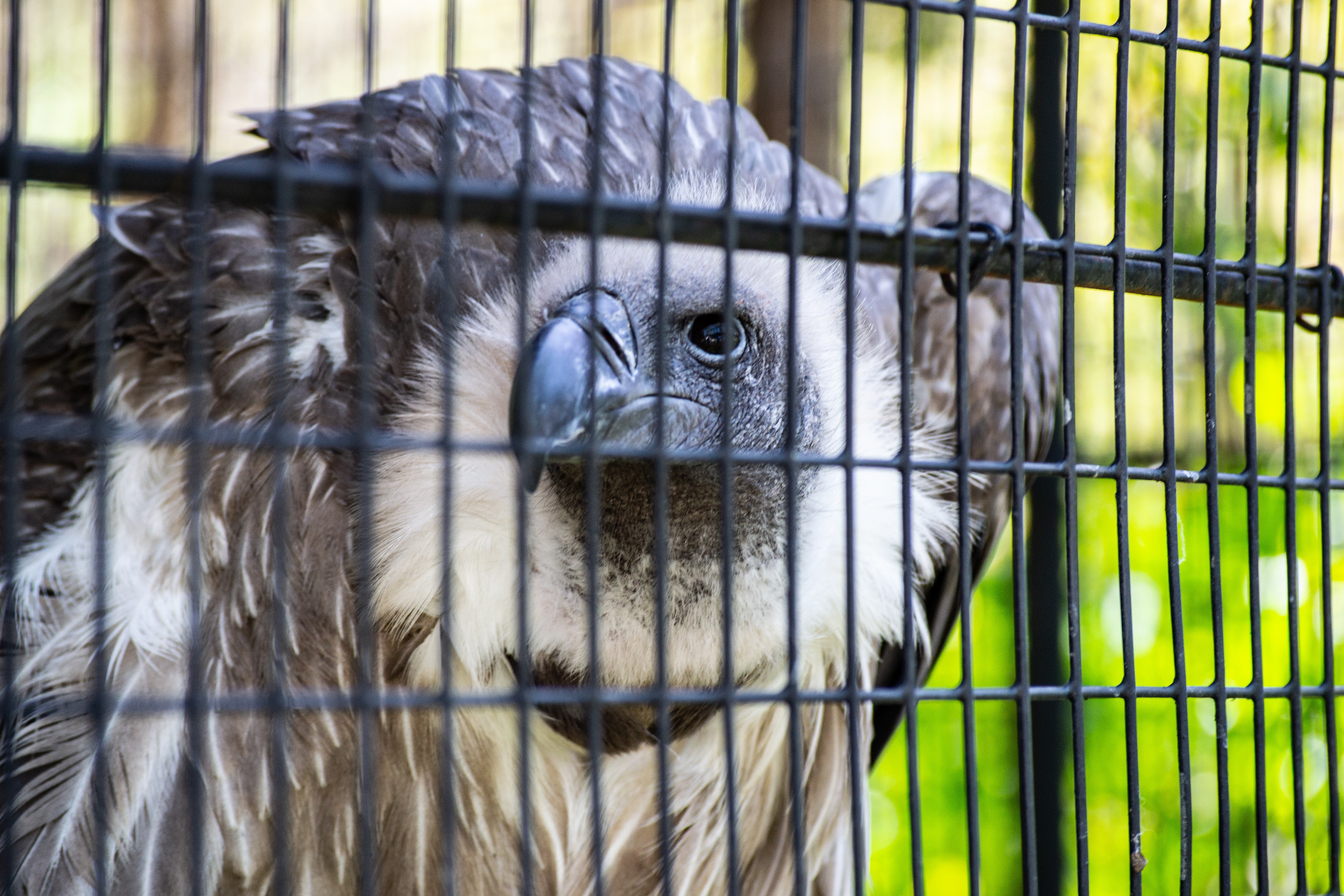Wild vulture looks out for prey шт the zoo photo