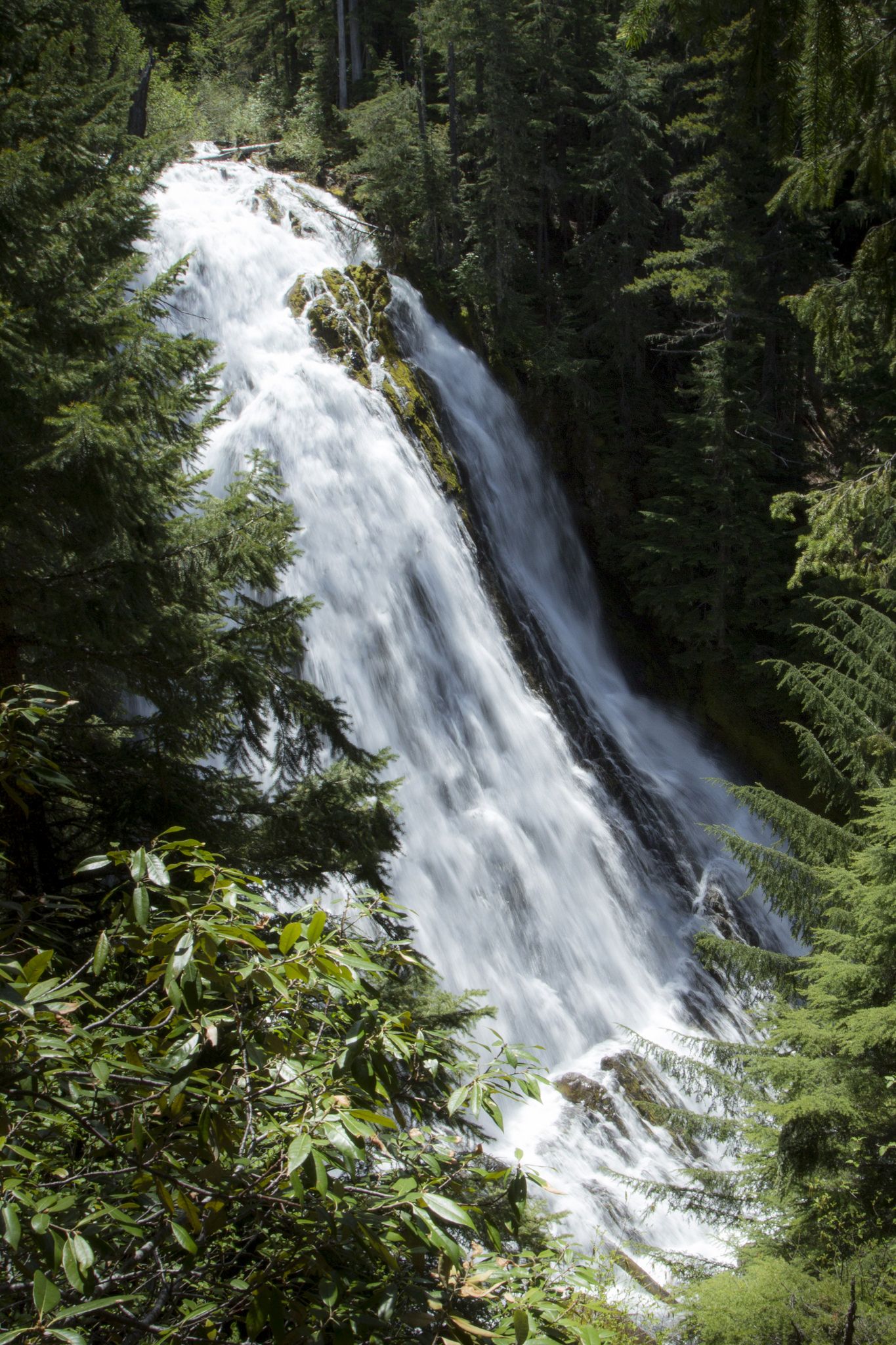 Diamond Creek Falls, Oregon | Oregon hiking, Wild waters and ...