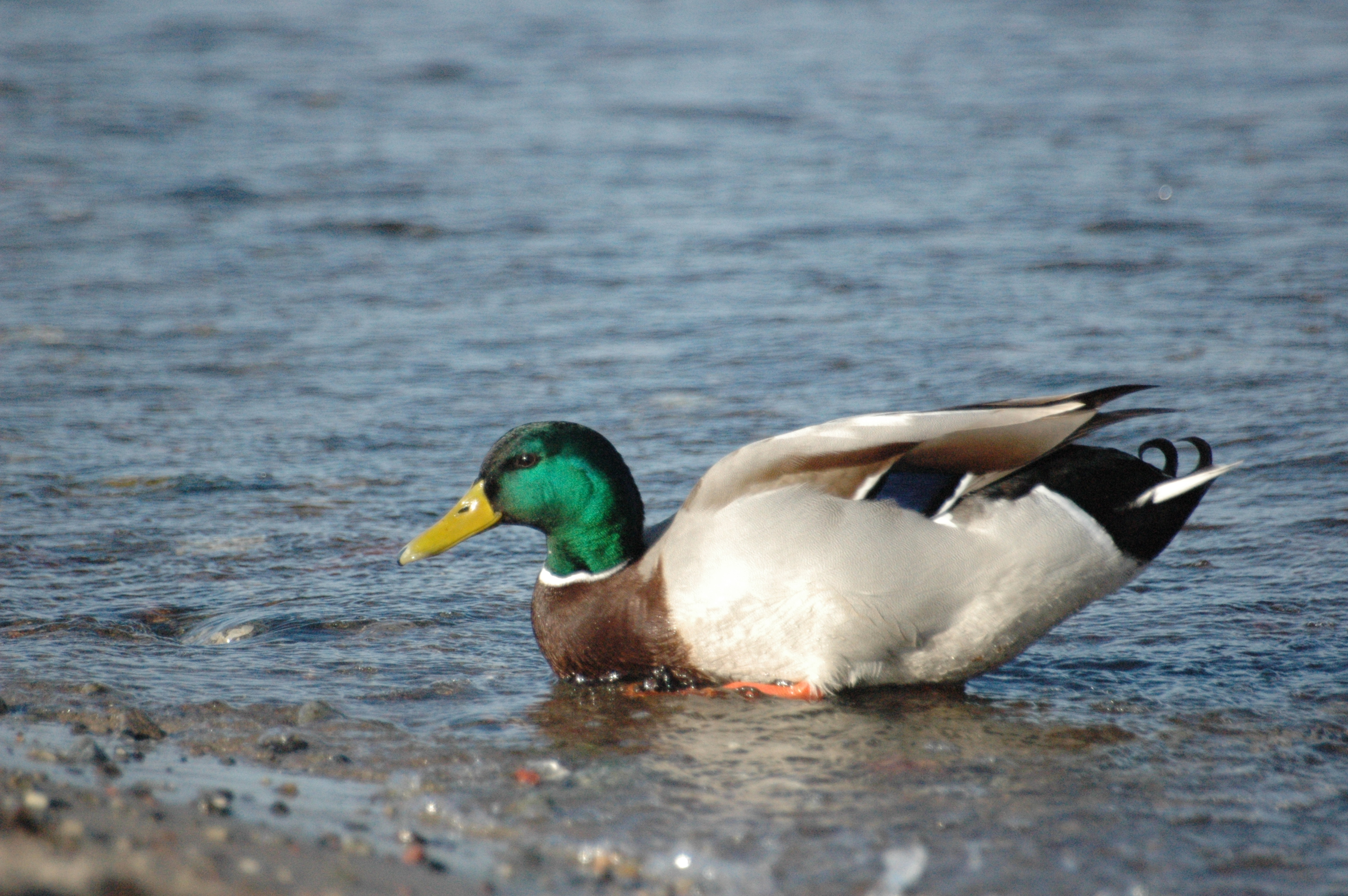 File:2007-03-16 (61) Wild duck, Stockente, Anas platyrhynchos.JPG ...