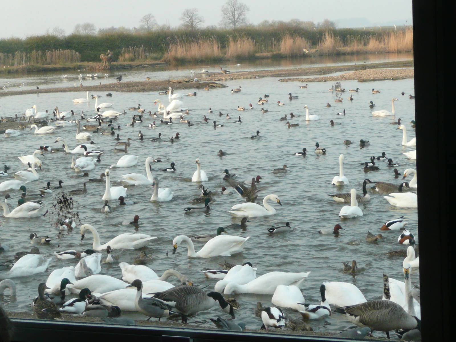 Late afternoon feed of wild waterfowl | ZooChat