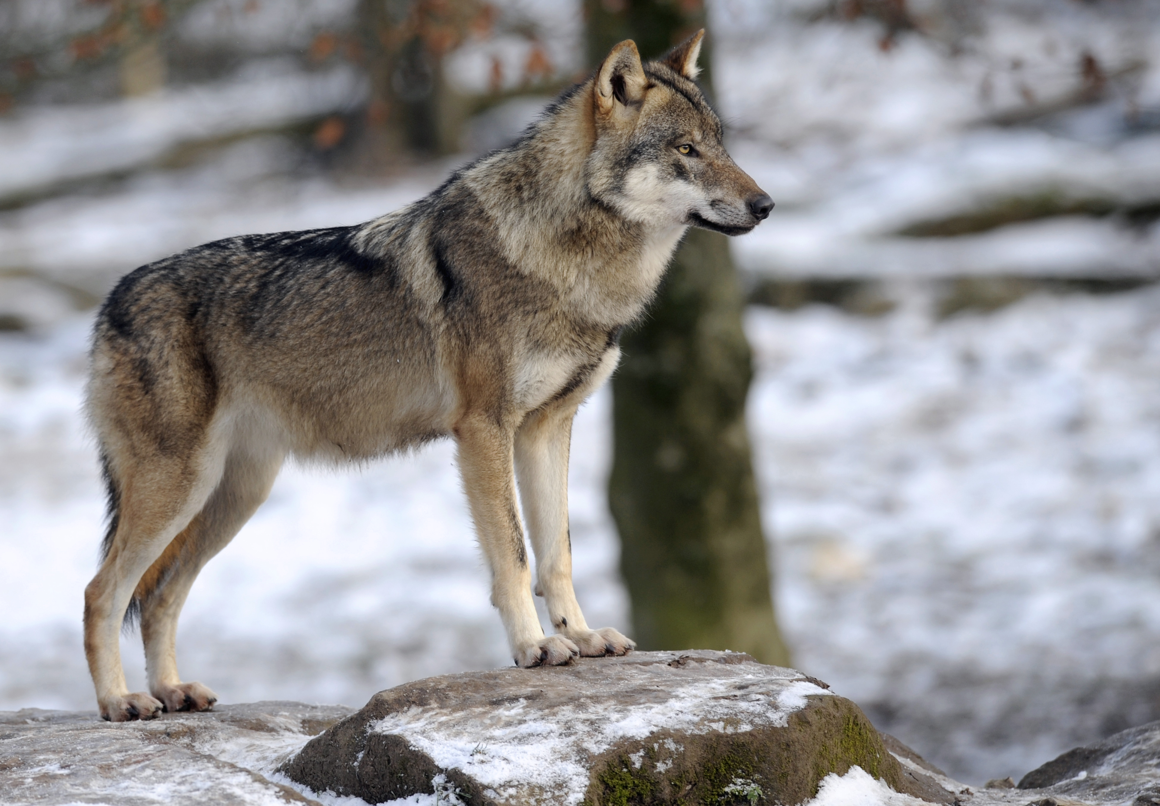 Wild wolf photo