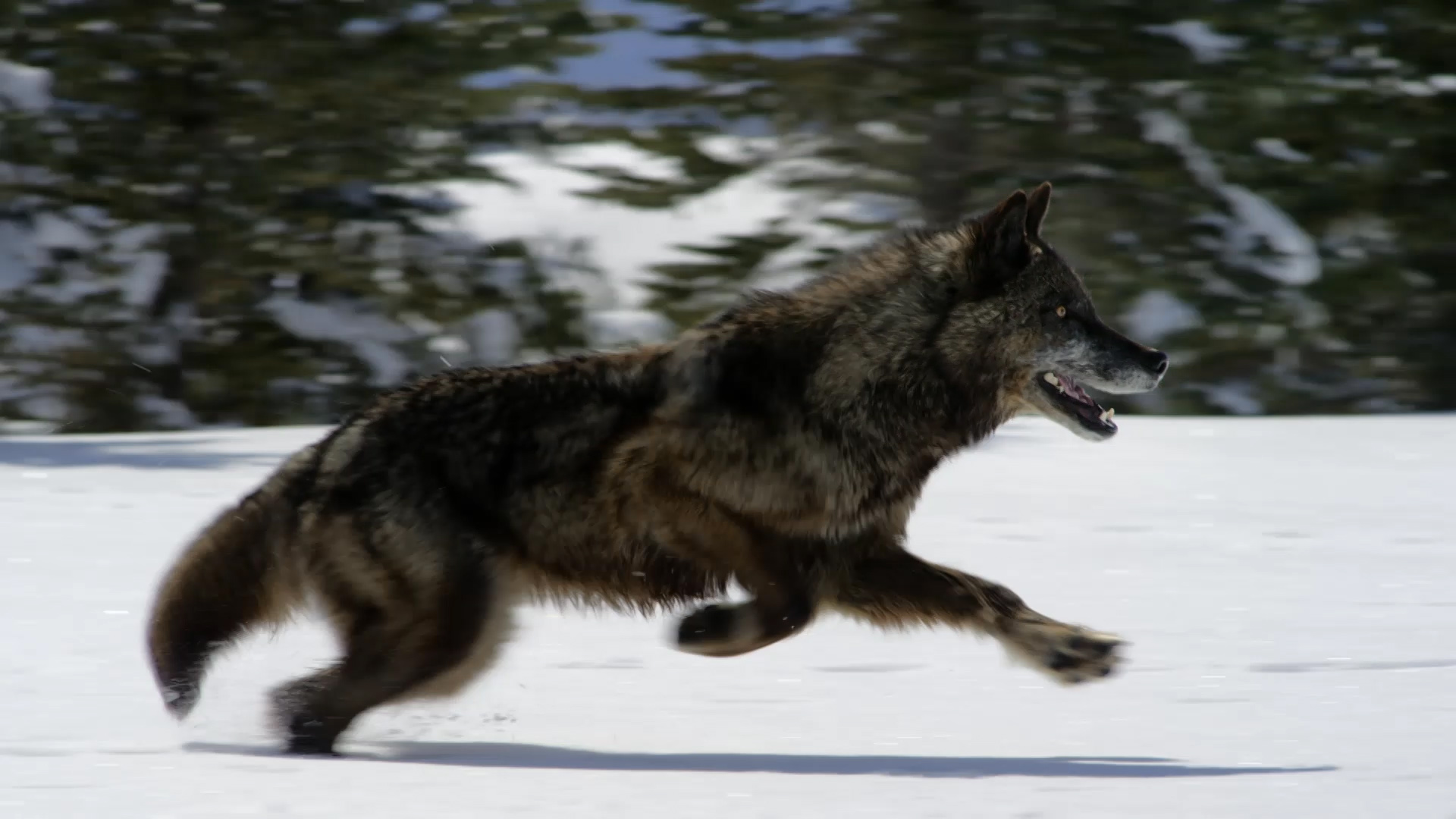 Hunting With the Dark Wolf - Wild Yellowstone Video - National ...