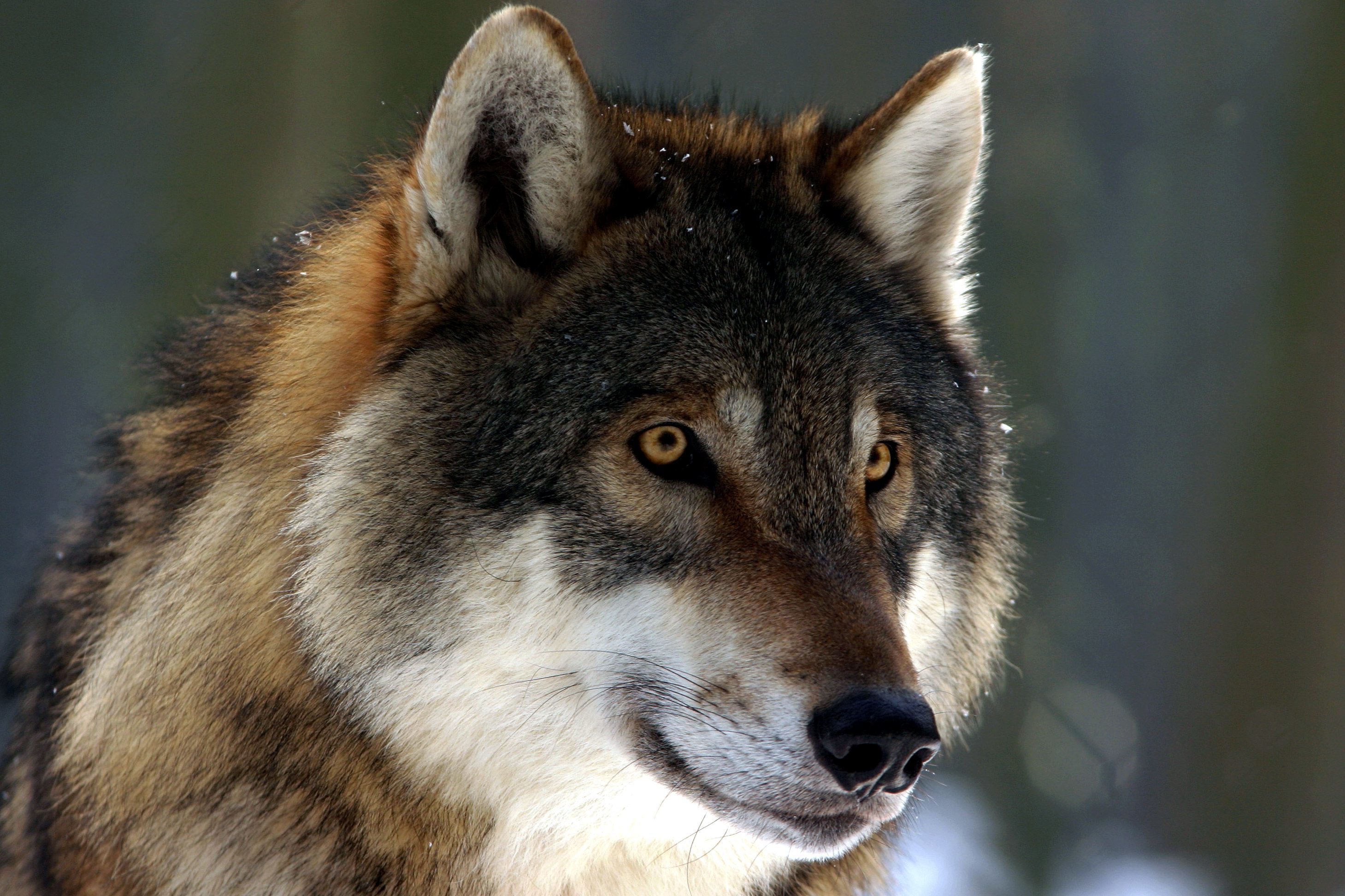 Free picture: wild wolf, face