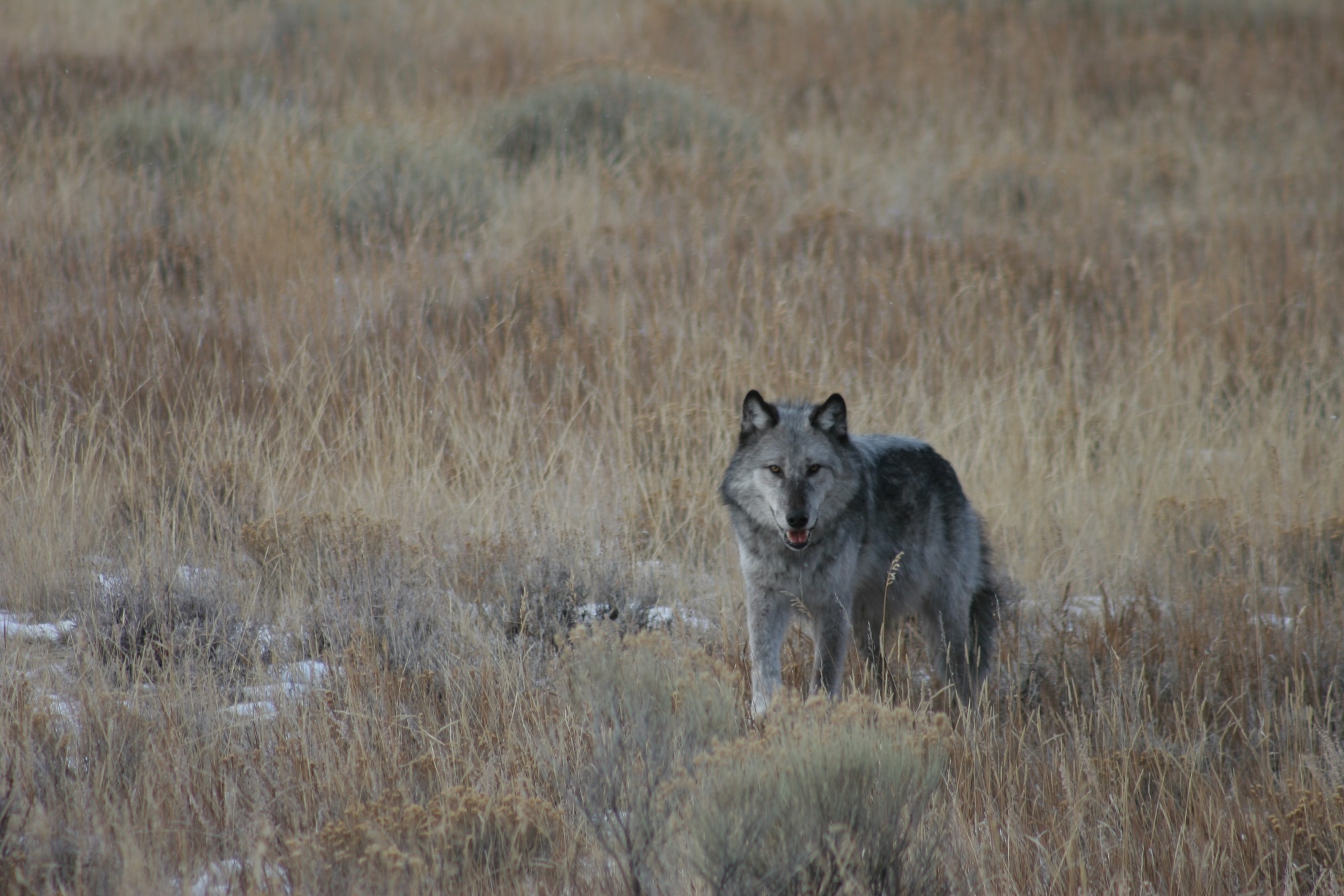 Free photo: Wild Wolf - Animal, Fierce, Jungle - Free Download - Jooinn